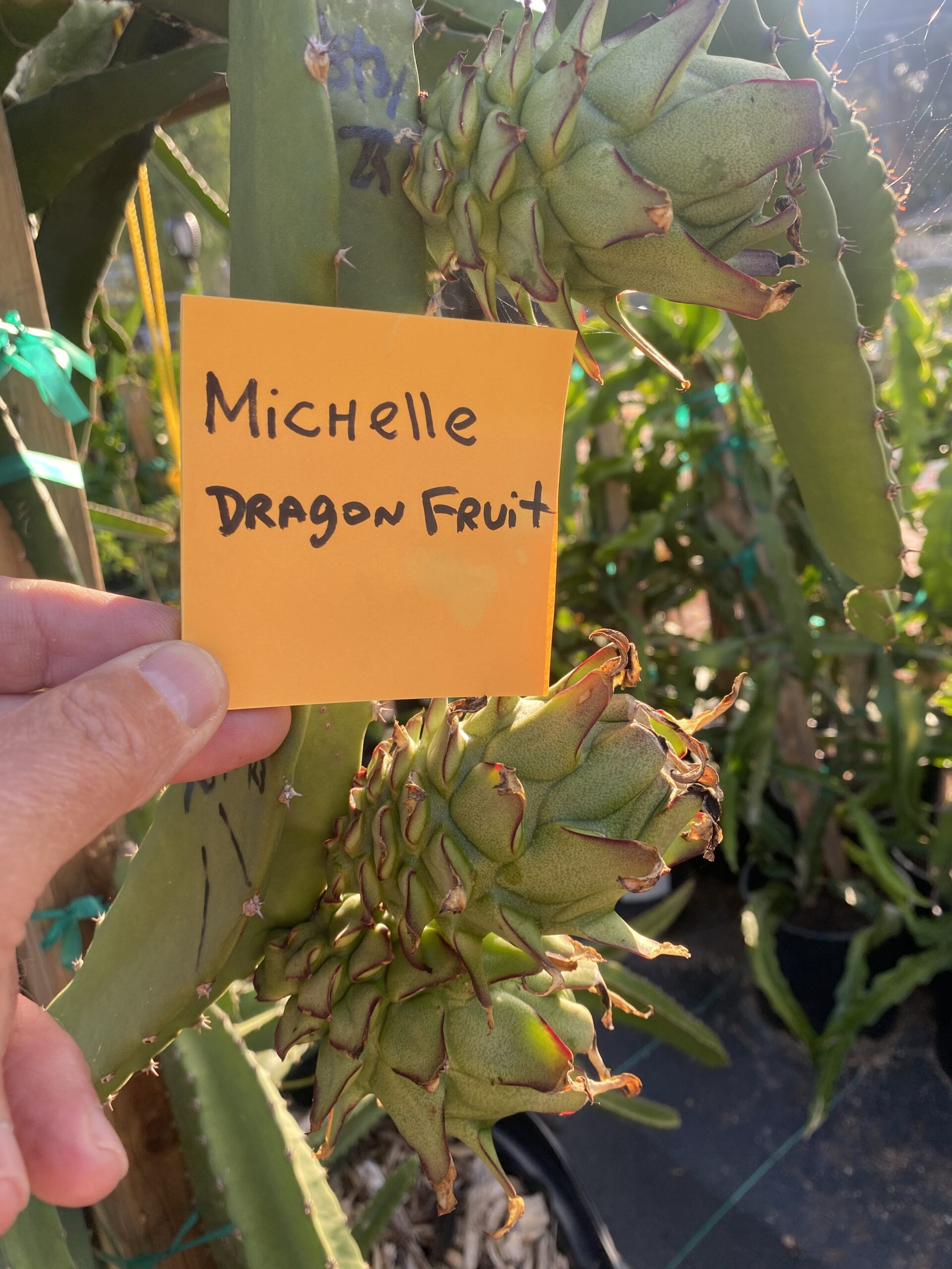 Michelle - Image 6