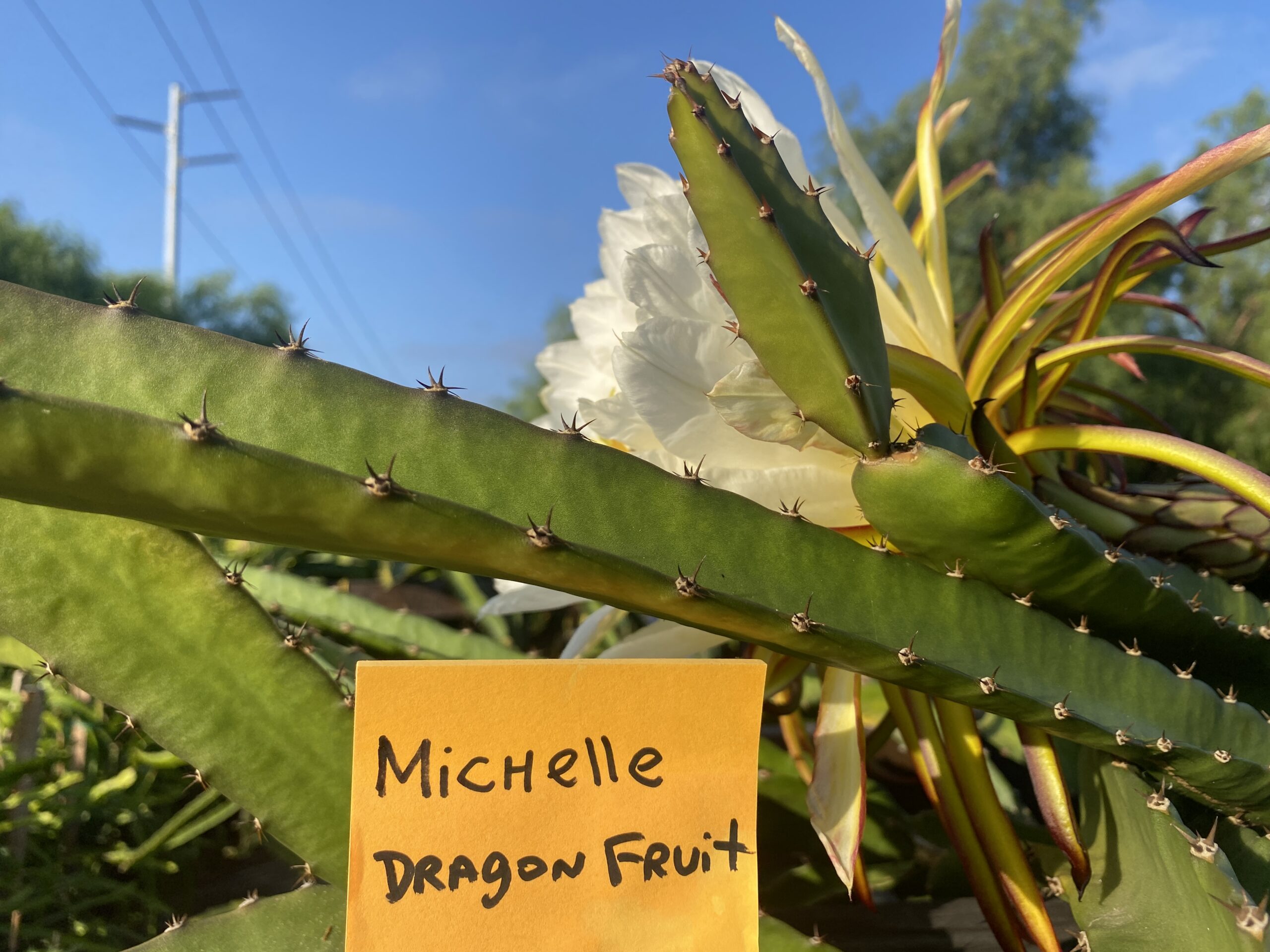 Michelle - Image 7