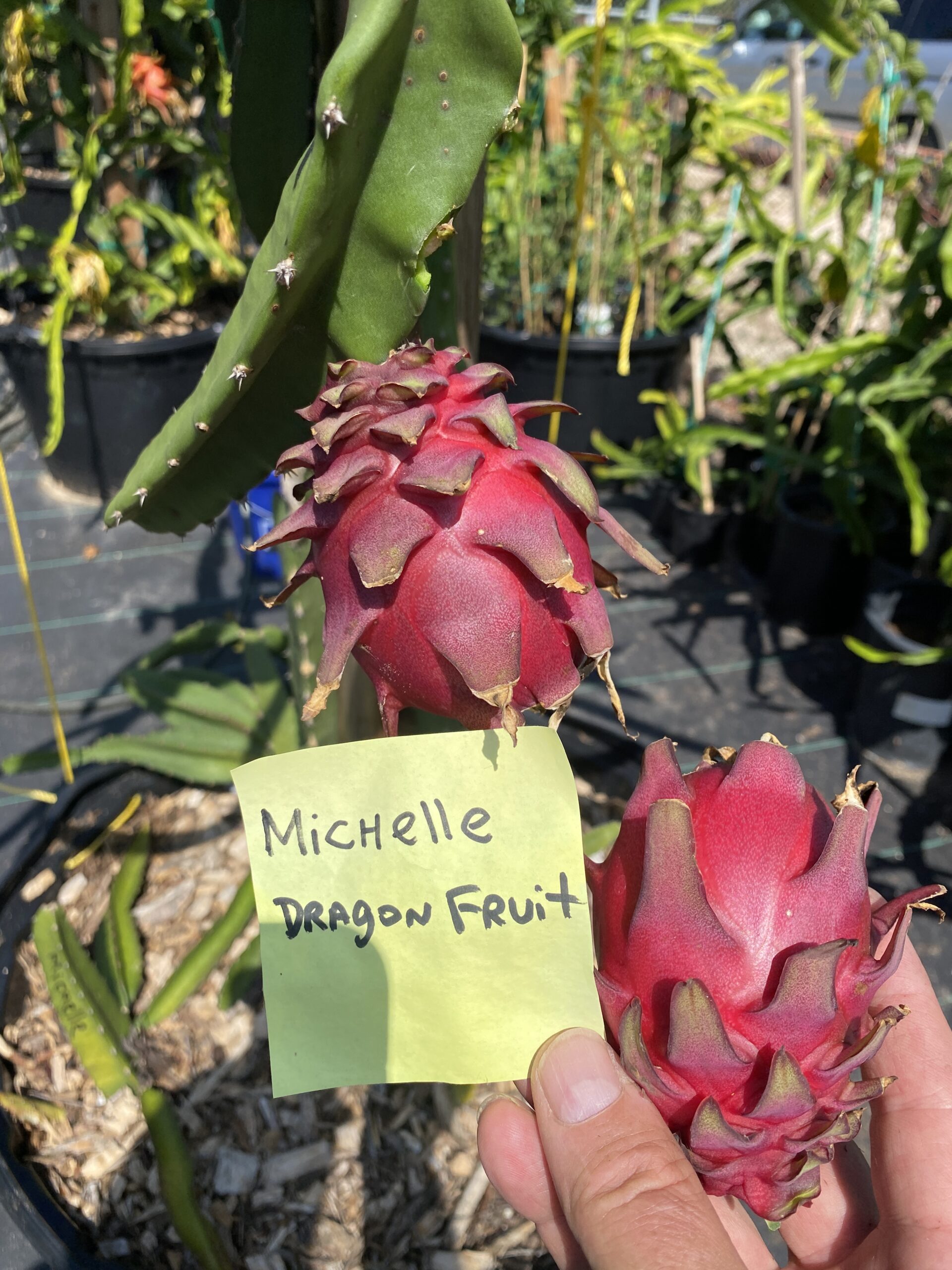 Michelle - Image 8