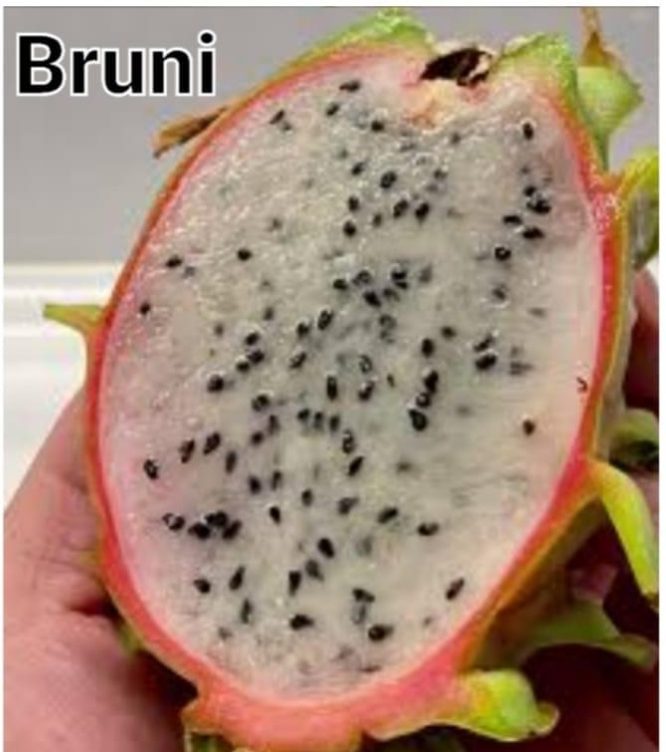 Bruni - Image 2