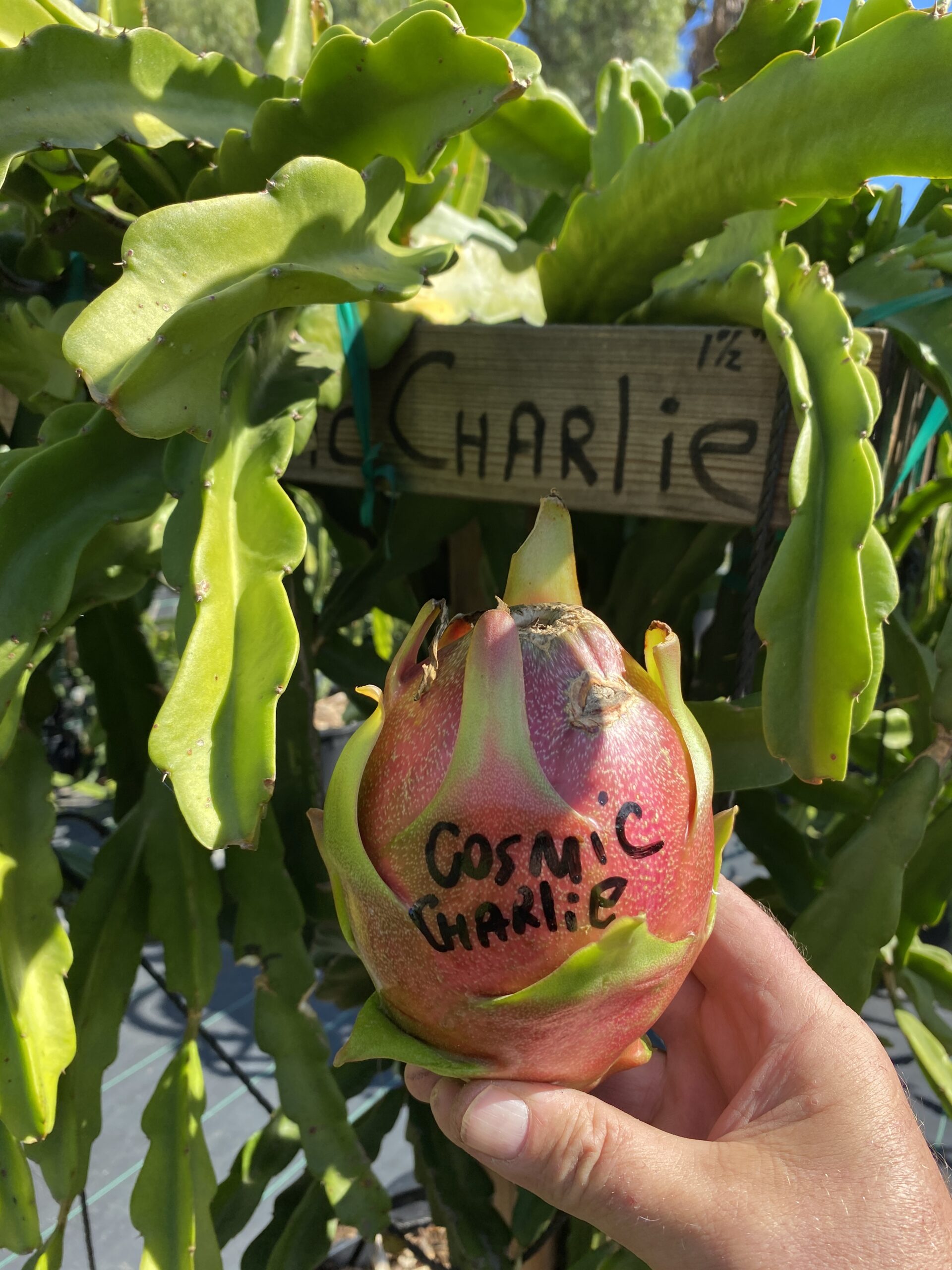 Cosmic Charlie
