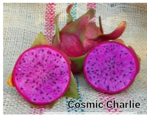 Cosmic Charlie - Image 3