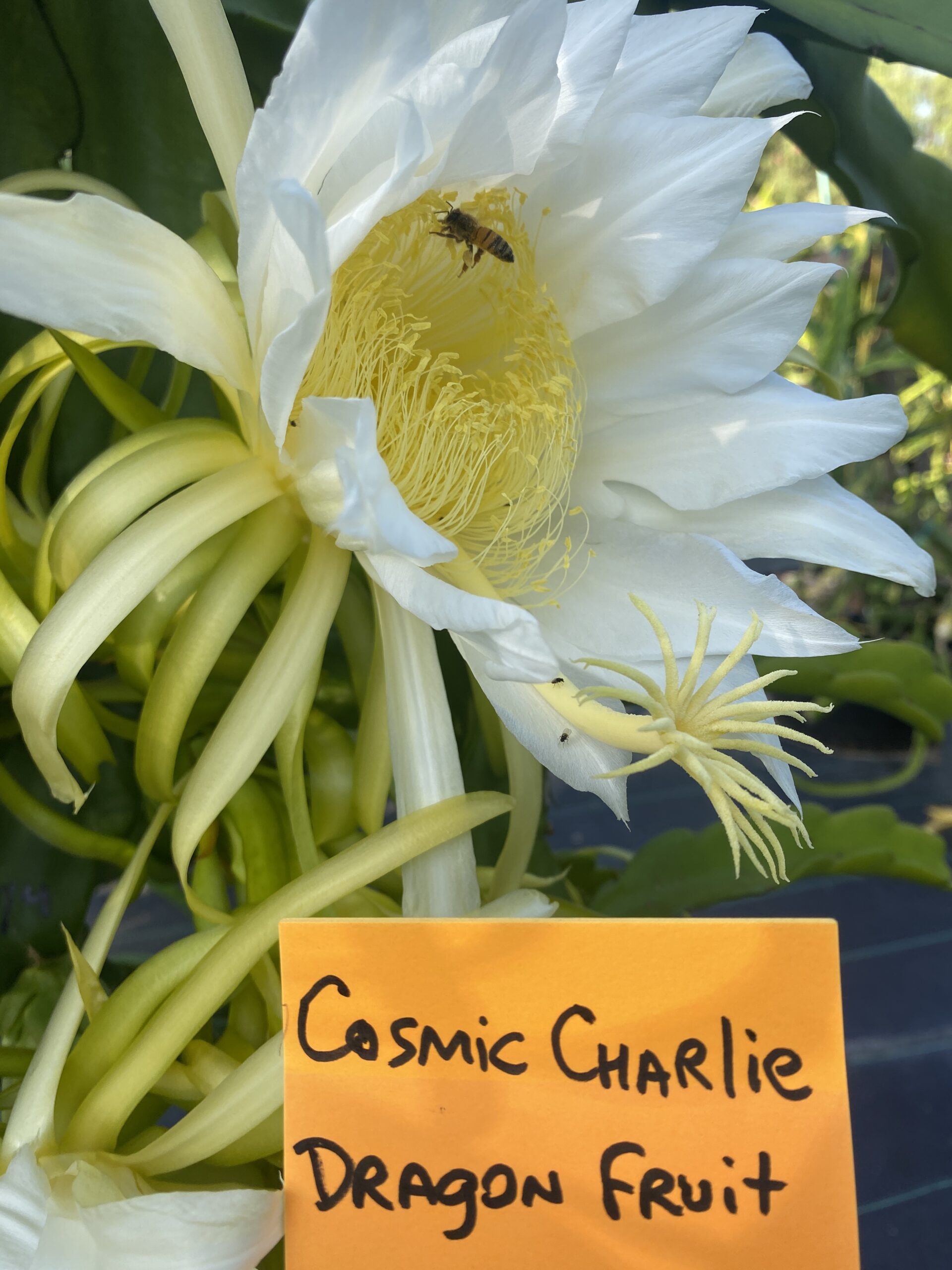 Cosmic Charlie - Image 5