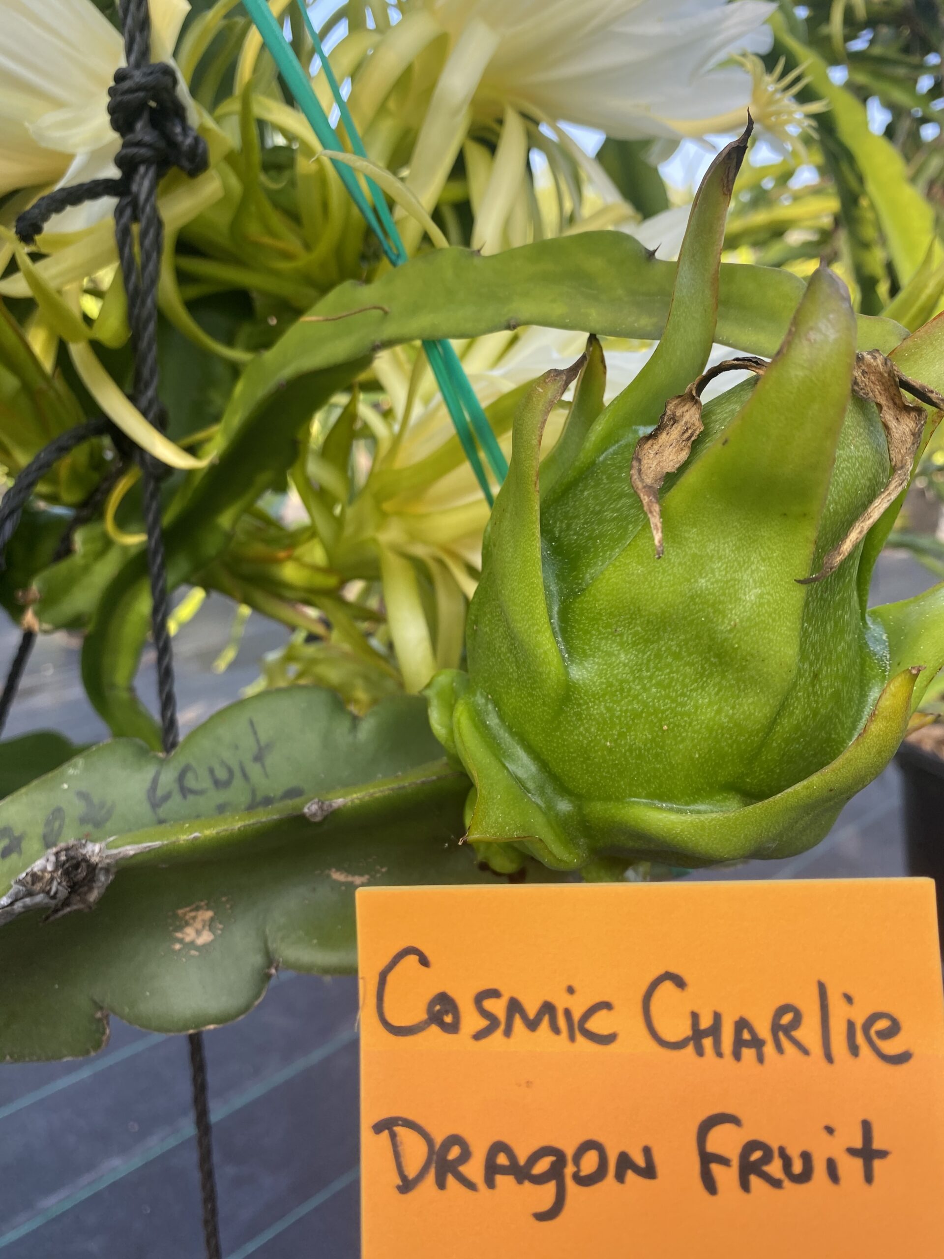 Cosmic Charlie - Image 6