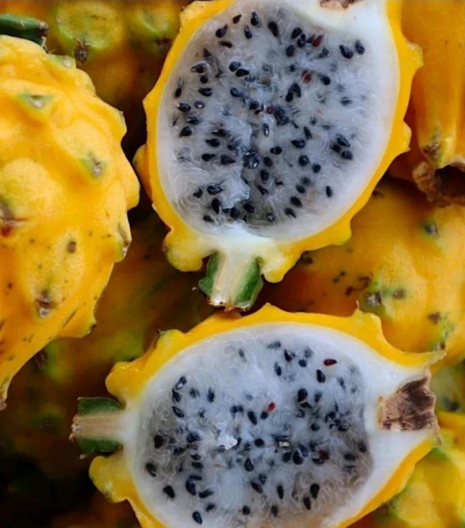 Ecuador Yellow Palora