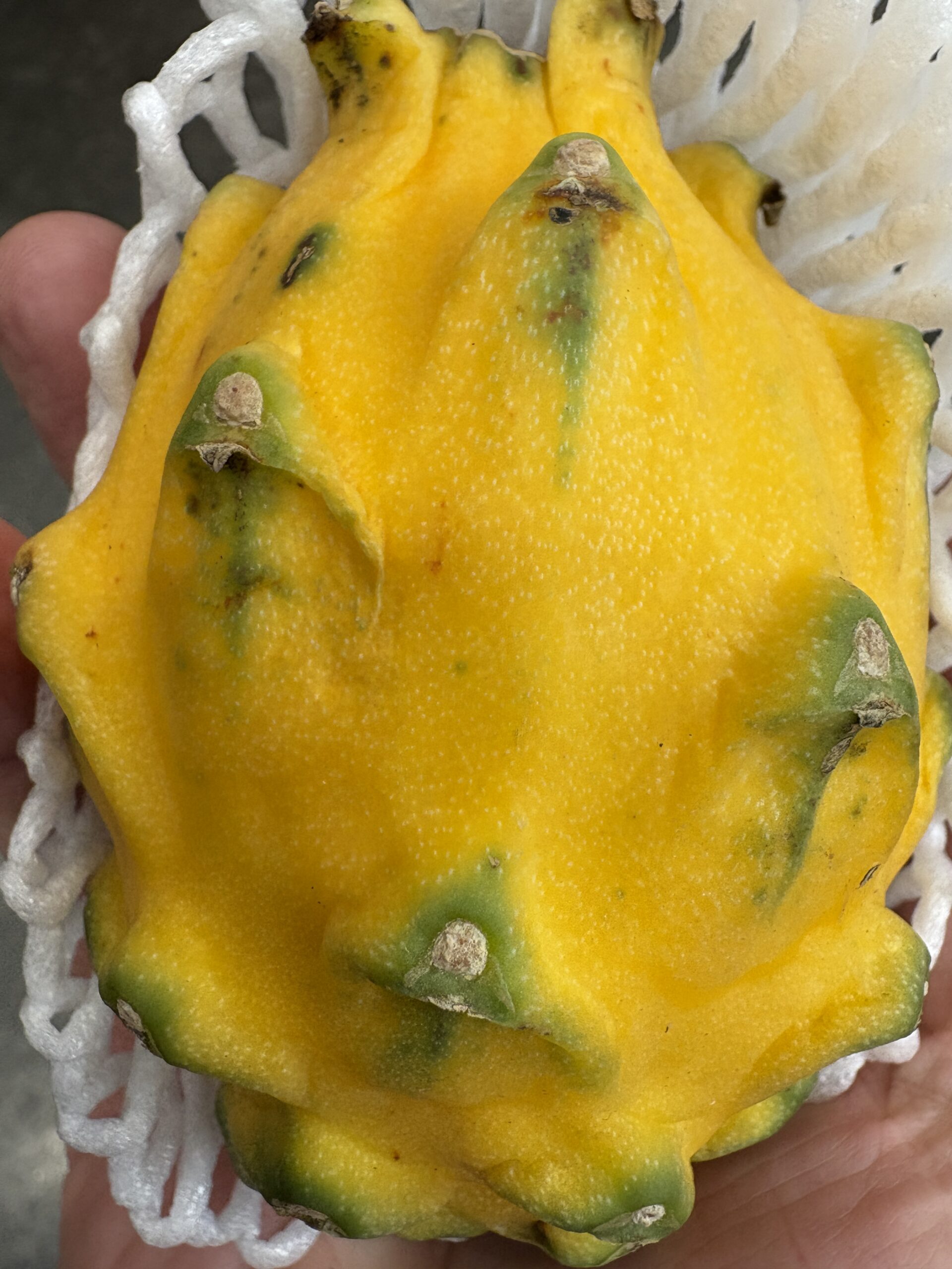 Ecuador Yellow Palora - Image 6