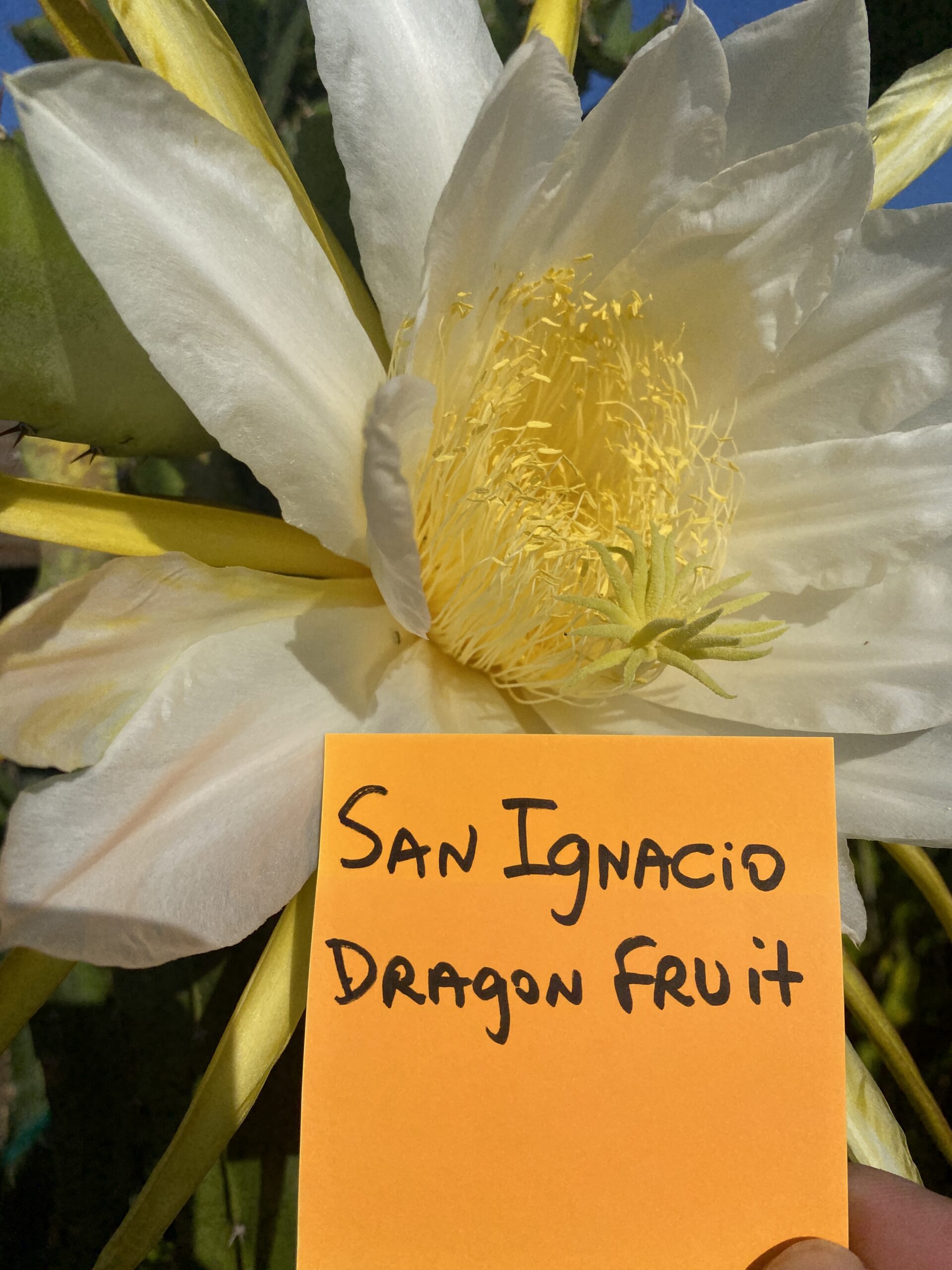 San Ignacio - Image 5