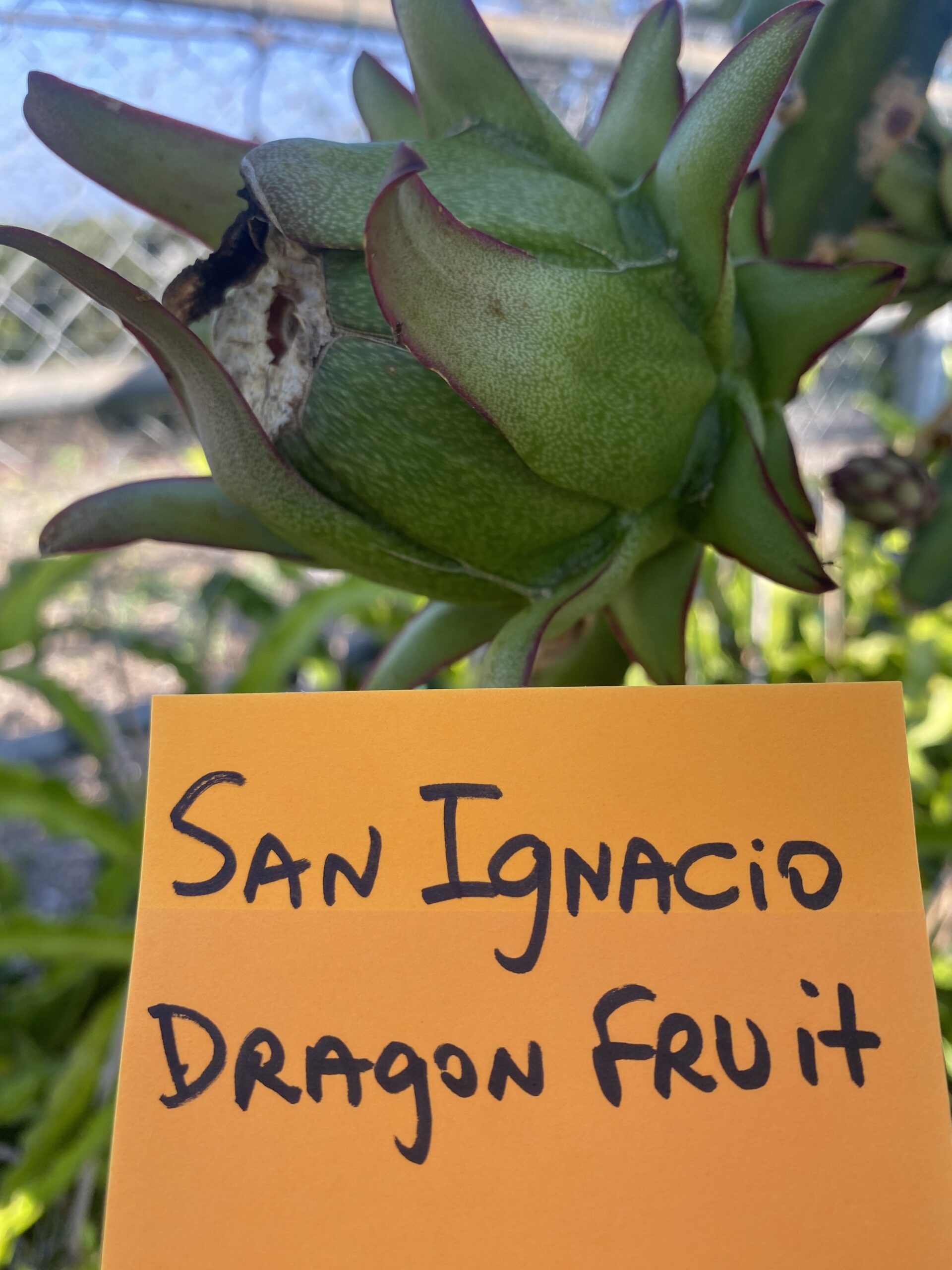 San Ignacio - Image 6