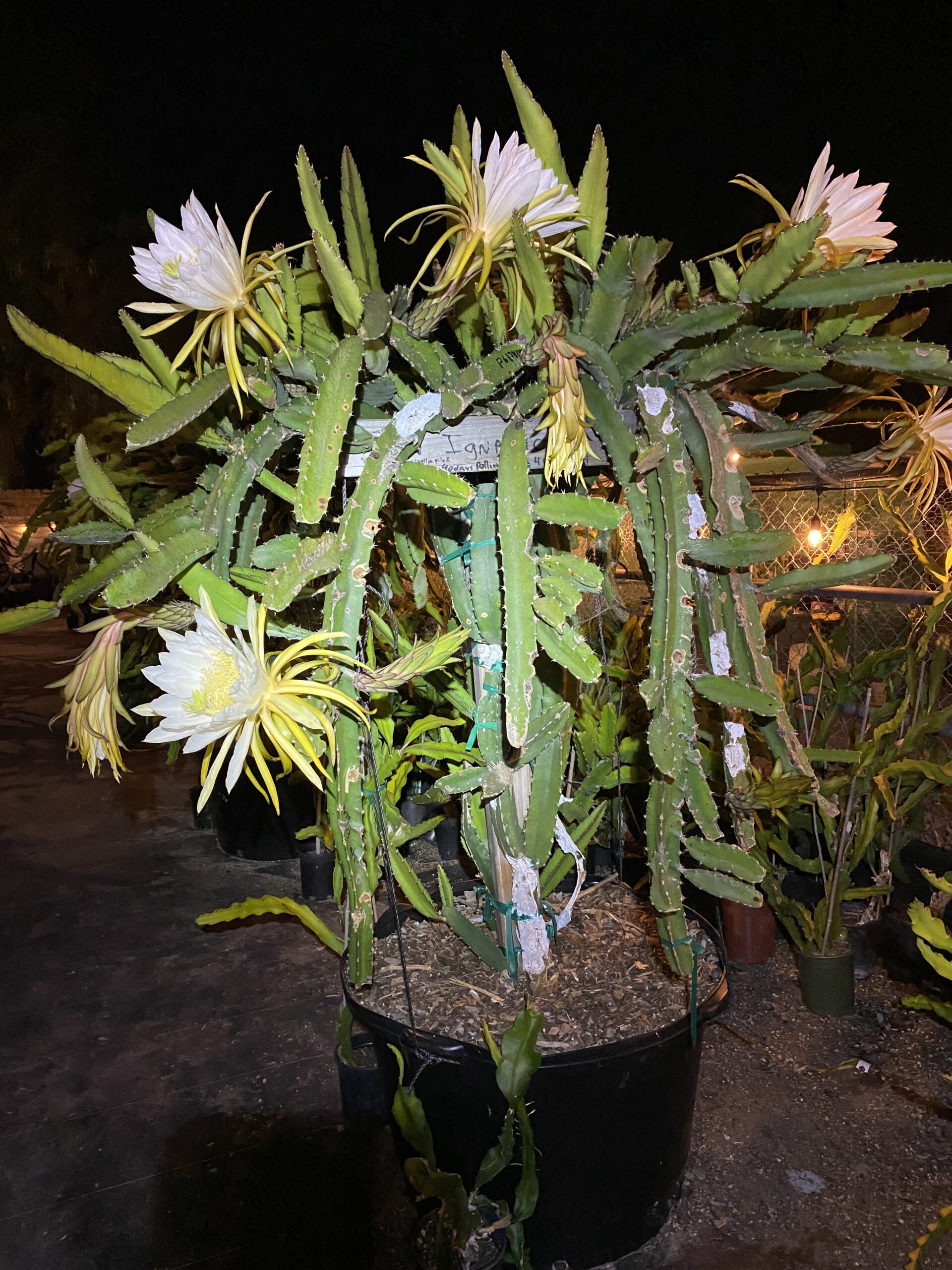 San Ignacio - Image 7