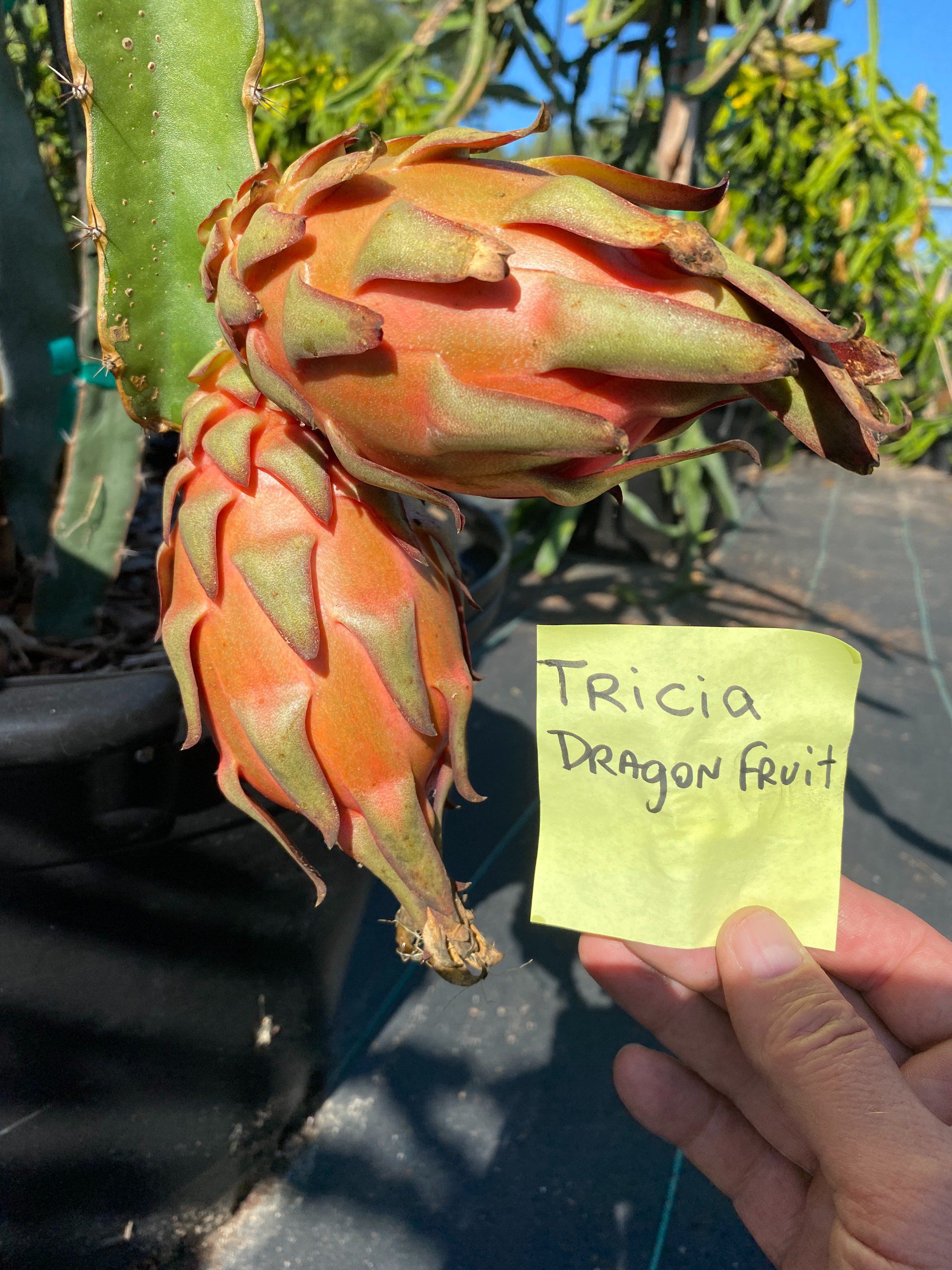 Tricia - Image 2
