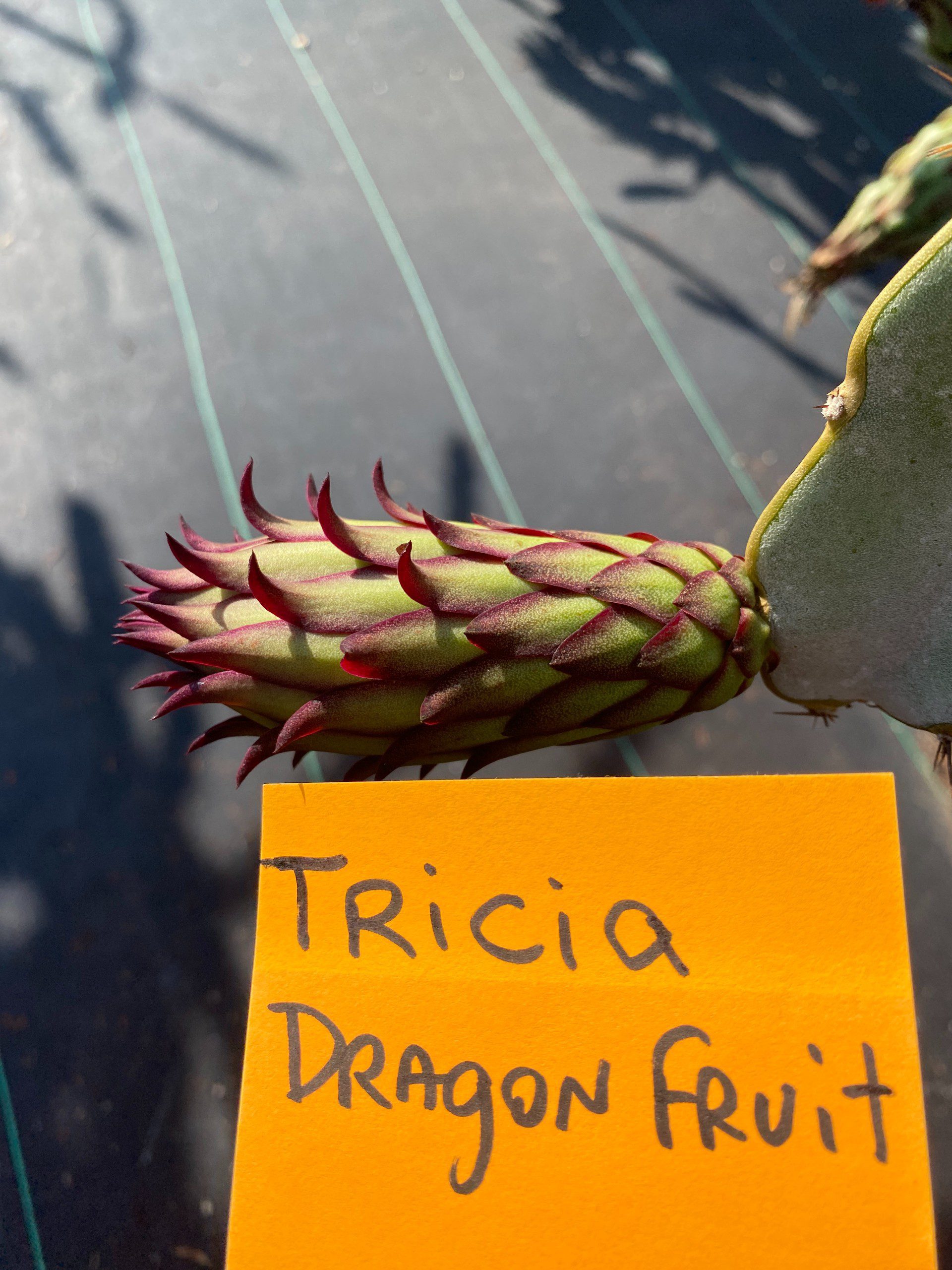 Tricia - Image 6