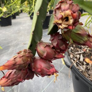 Sugar Dragon — dragon fruit cutting from Shulman Dragon Fruit Orchard