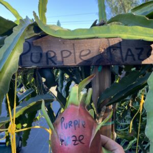 Purple Haze — dragon fruit cutting from Shulman Dragon Fruit Orchard
