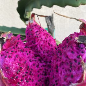 Robles Red — dragon fruit cutting from Shulman Dragon Fruit Orchard