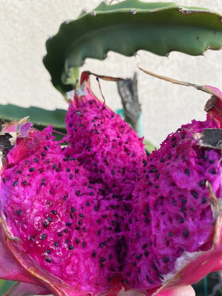 Robles Red — dragon fruit cutting from Shulman Dragon Fruit Orchard