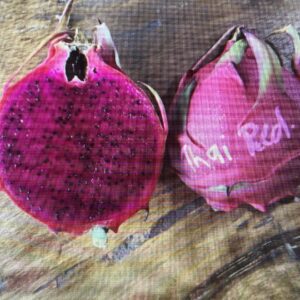 Thai Red — dragon fruit cutting from Shulman Dragon Fruit Orchard