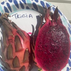 Tricia — dragon fruit cutting from Shulman Dragon Fruit Orchard
