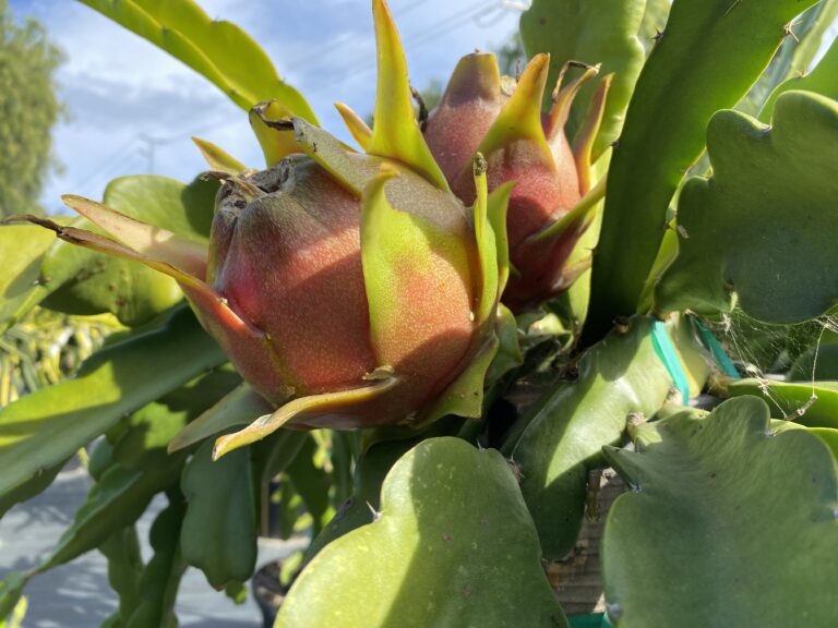 American Beauty — dragon fruit cutting from Shulman Dragon Fruit Orchard