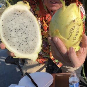 Israeli Yellow — dragon fruit cutting from Shulman Dragon Fruit Orchard