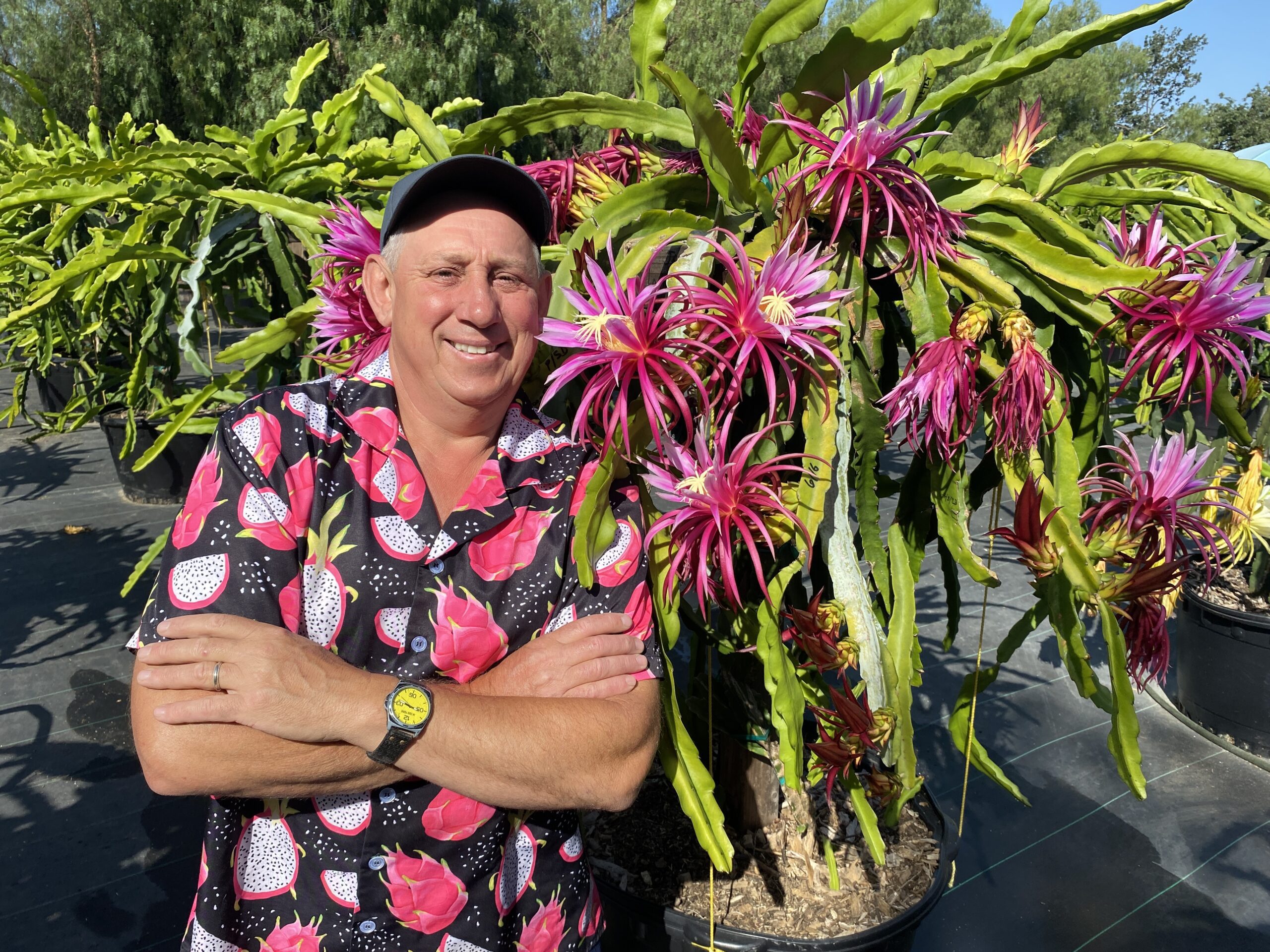 Connie Mayer — dragon fruit cutting from Shulman Dragon Fruit Orchard