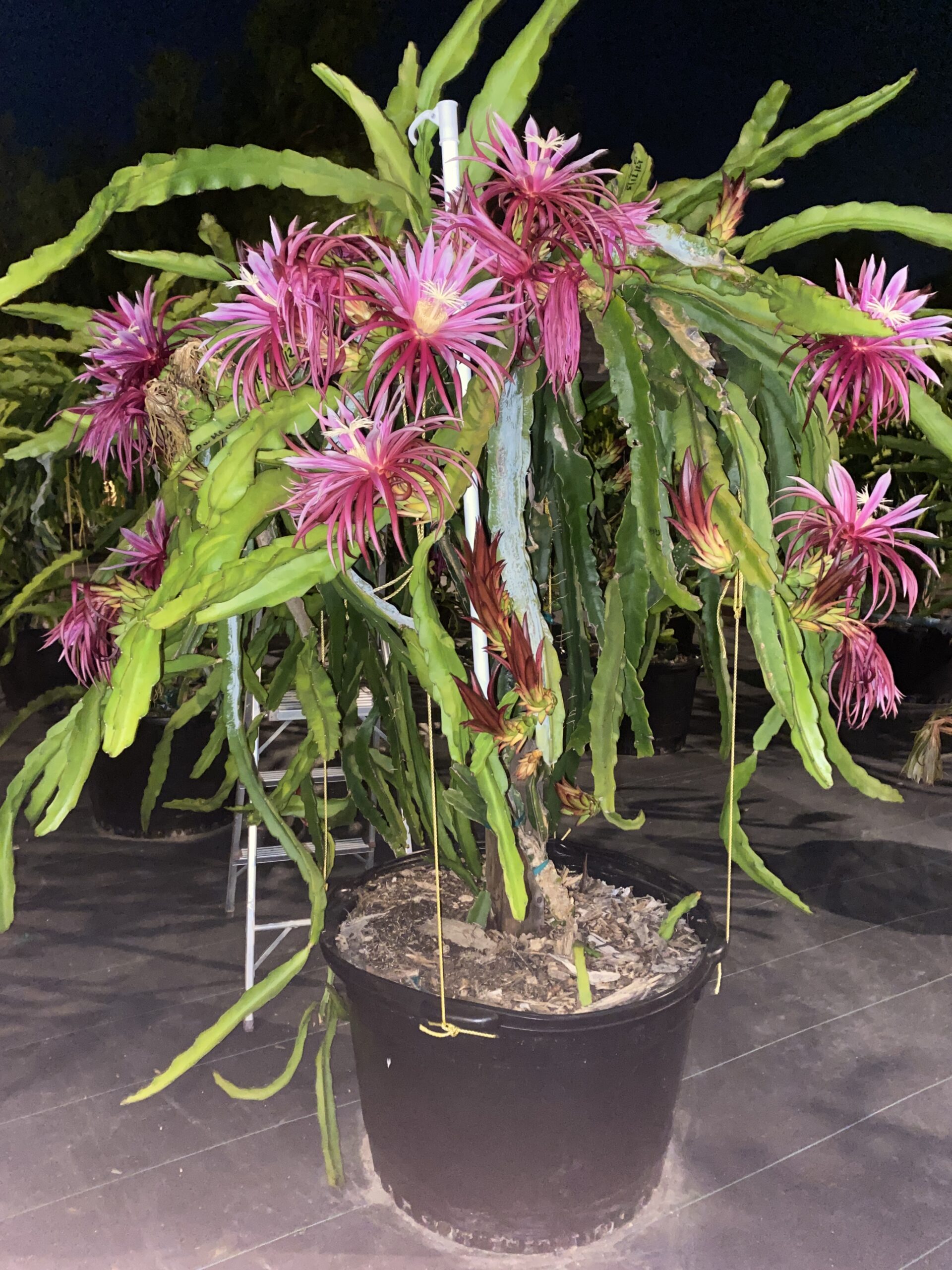 Connie Mayer — dragon fruit cutting from Shulman Dragon Fruit Orchard, photo 2