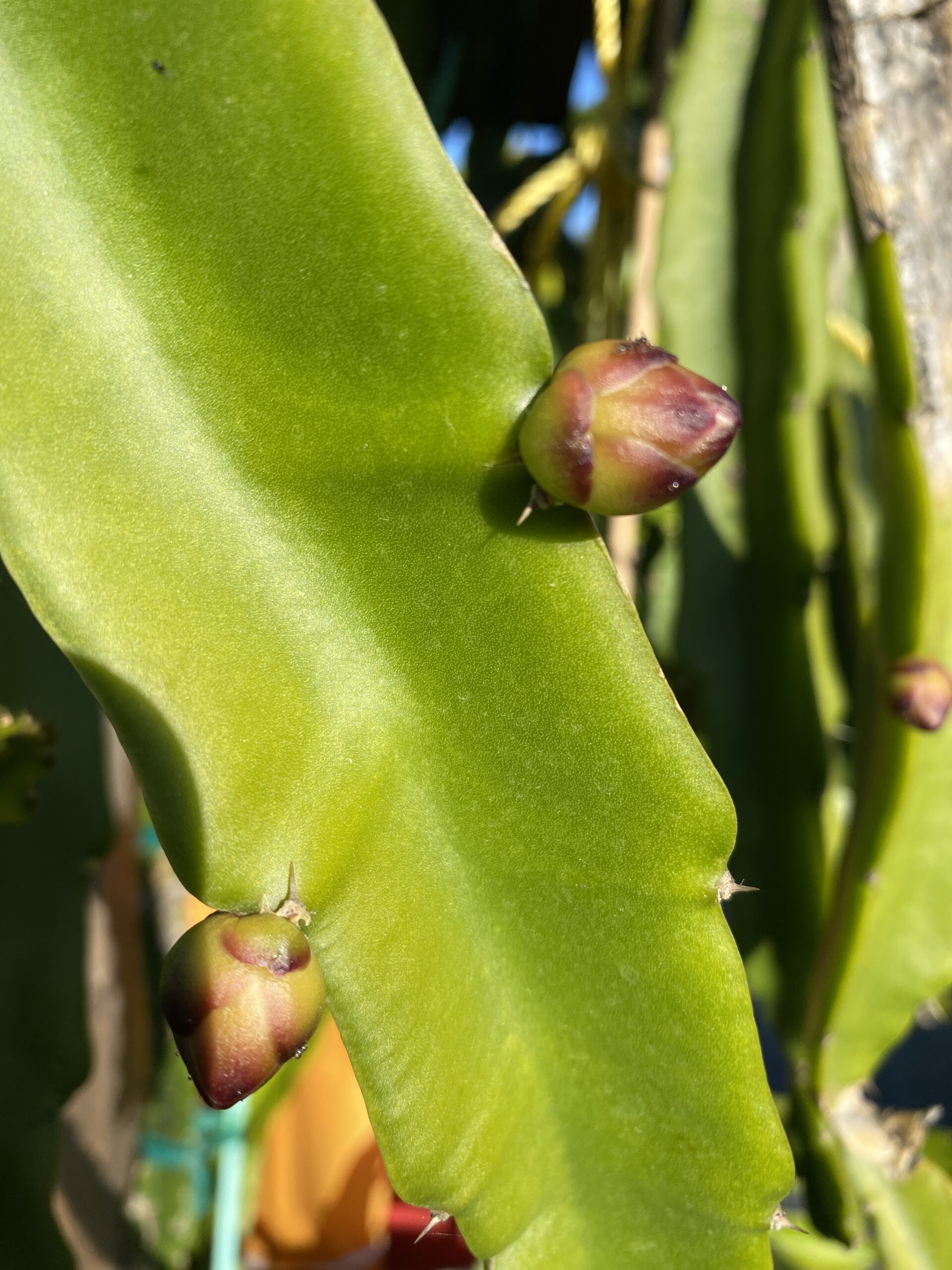 Connie Mayer — dragon fruit cutting from Shulman Dragon Fruit Orchard, photo 3