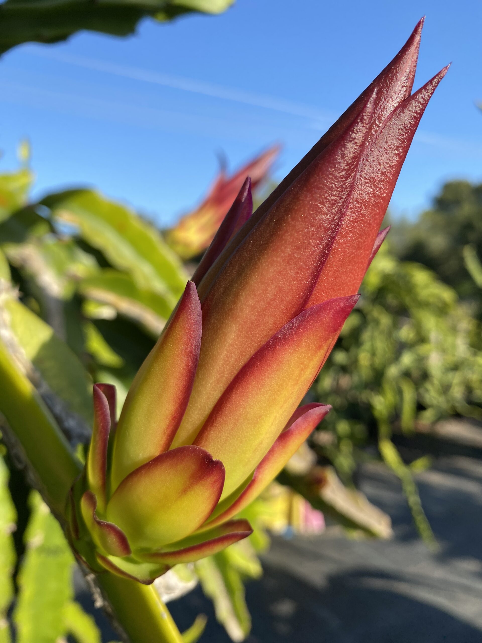 Connie Mayer — dragon fruit cutting from Shulman Dragon Fruit Orchard, photo 4