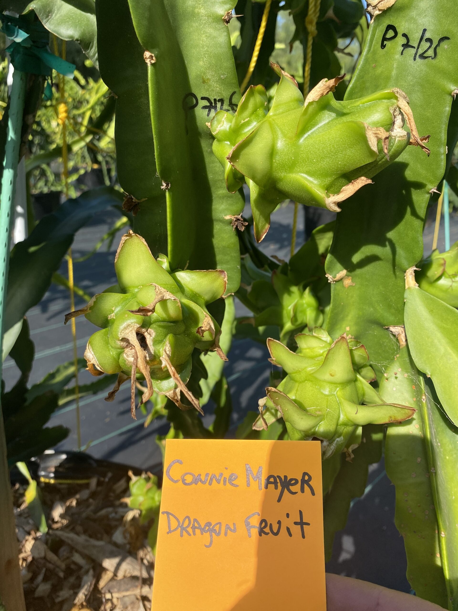 Connie Mayer — dragon fruit cutting from Shulman Dragon Fruit Orchard, photo 5