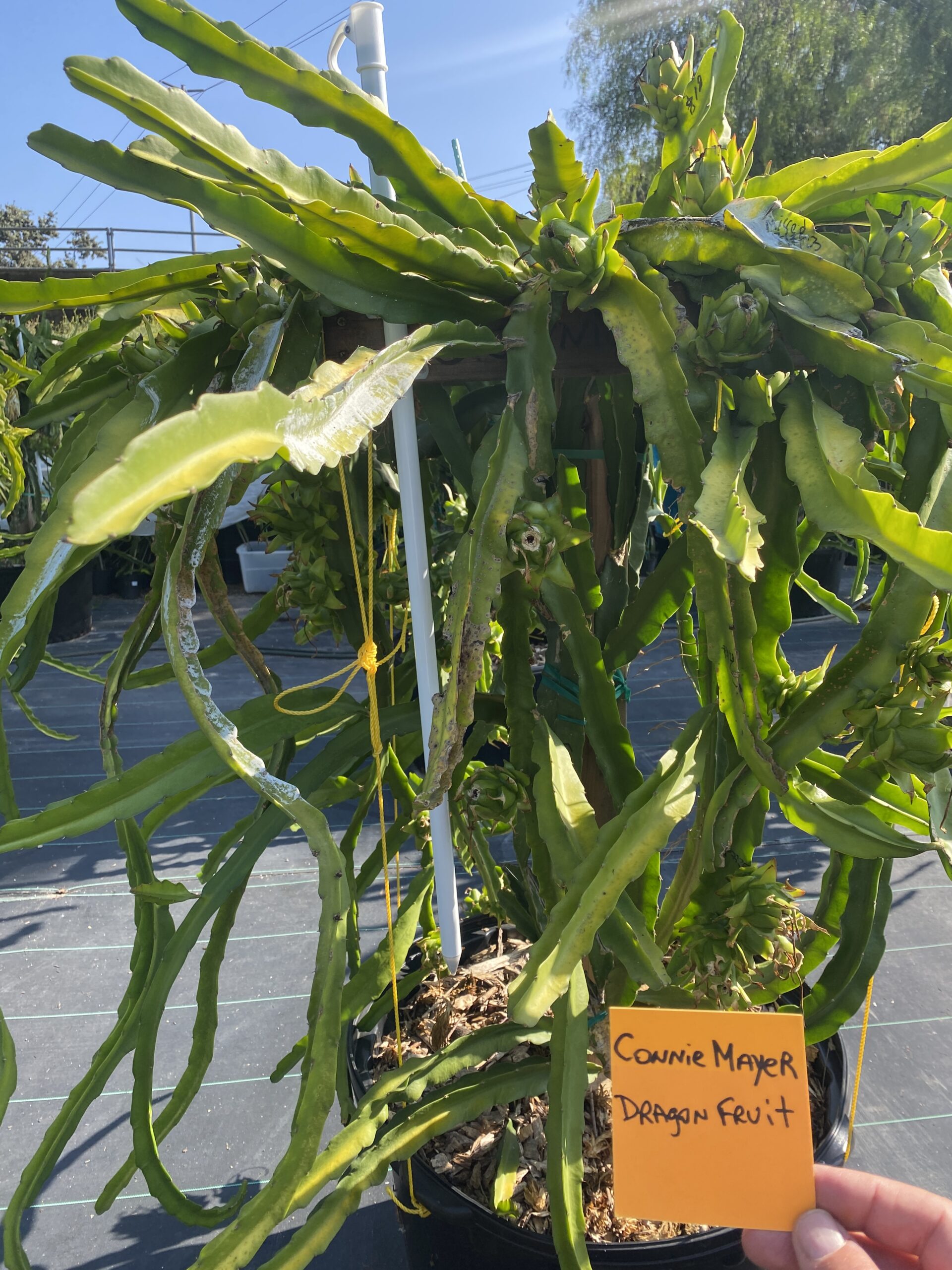 Connie Mayer — dragon fruit cutting from Shulman Dragon Fruit Orchard, photo 6