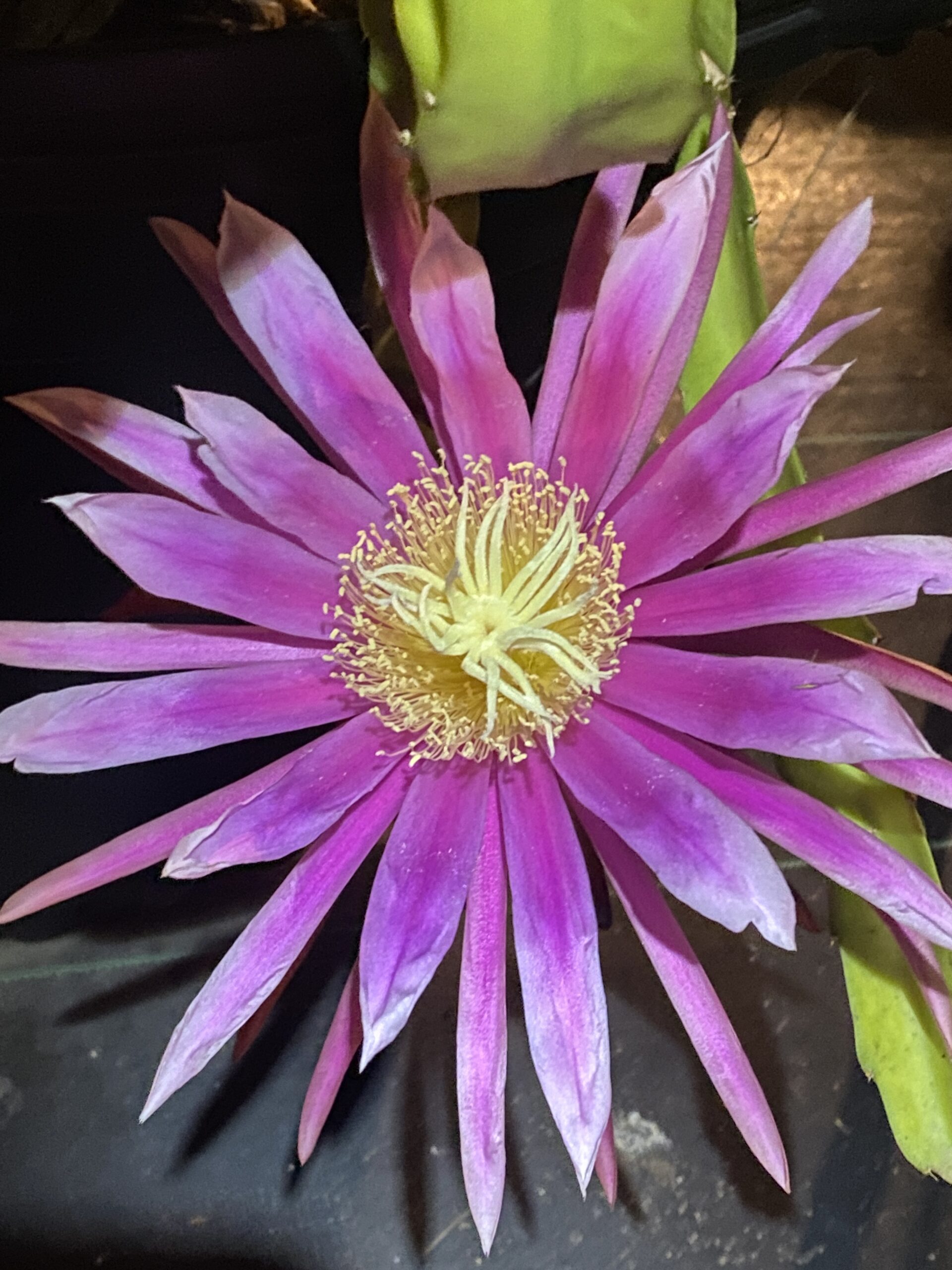 Connie Mayer — dragon fruit cutting from Shulman Dragon Fruit Orchard, photo 7