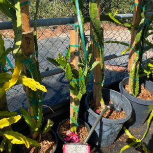 Thomson White — dragon fruit cutting from Shulman Dragon Fruit Orchard