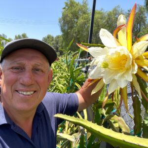 Zamorano — dragon fruit cutting from Shulman Dragon Fruit Orchard