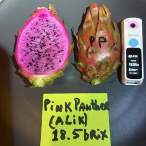 Pink Panther — dragon fruit cutting from Shulman Dragon Fruit Orchard