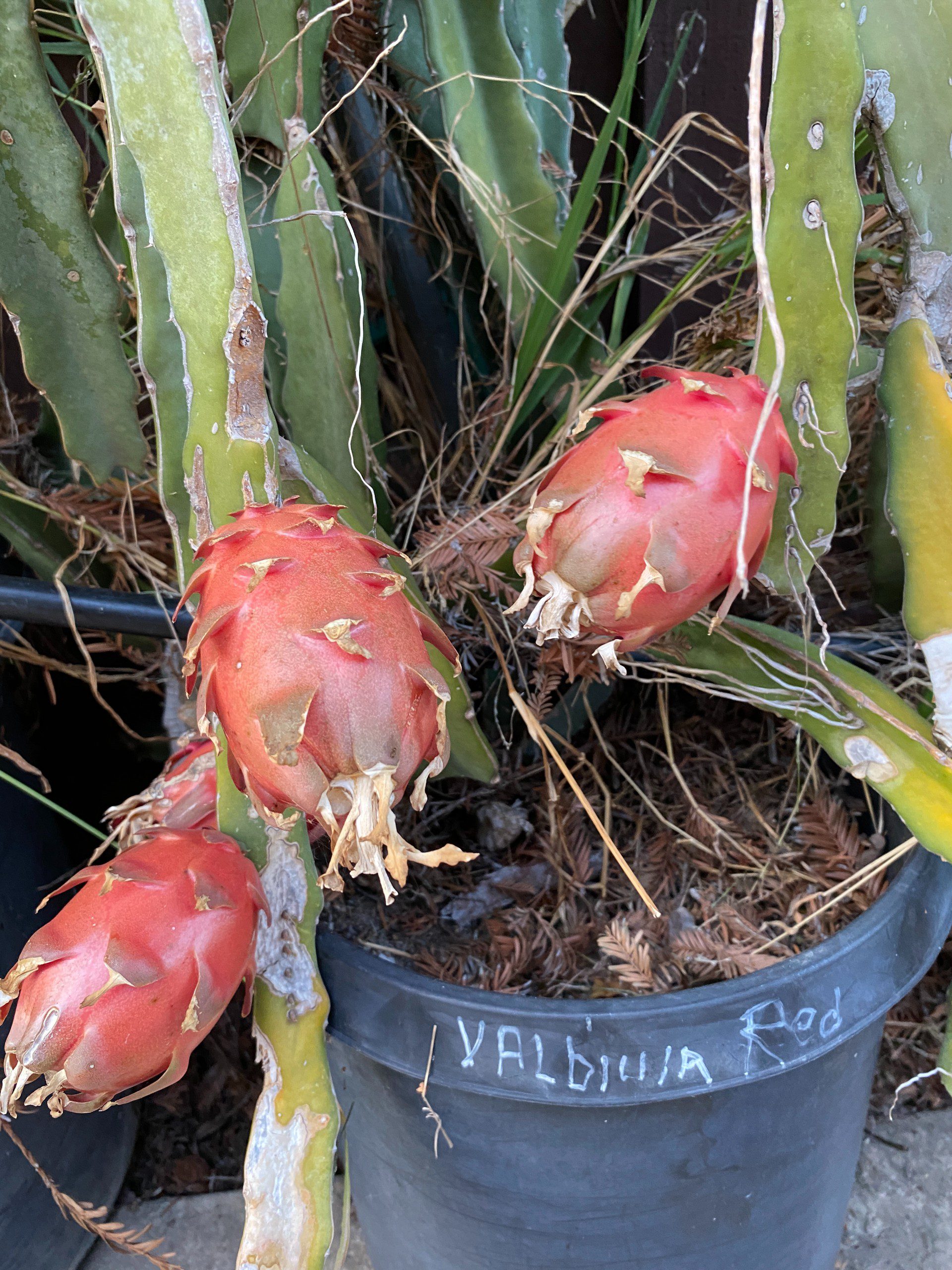 Valdivia Roja — dragon fruit cutting from Shulman Dragon Fruit Orchard, photo 2