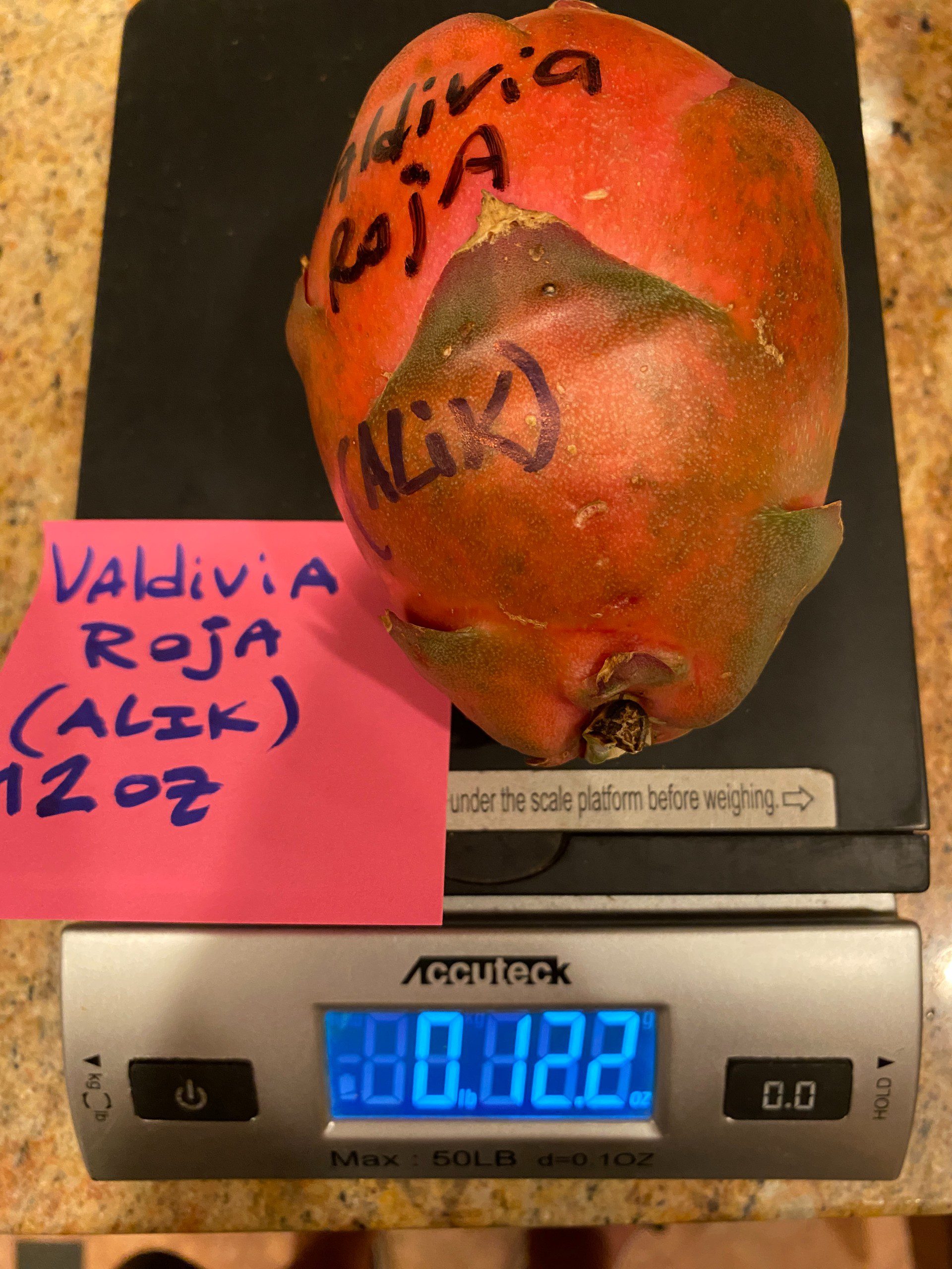 Valdivia Roja — dragon fruit cutting from Shulman Dragon Fruit Orchard, photo 3