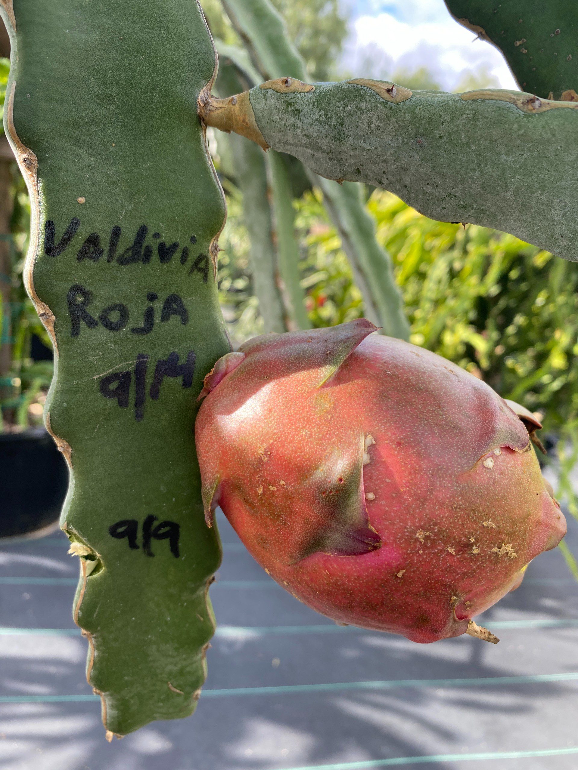 Valdivia Roja — dragon fruit cutting from Shulman Dragon Fruit Orchard, photo 4