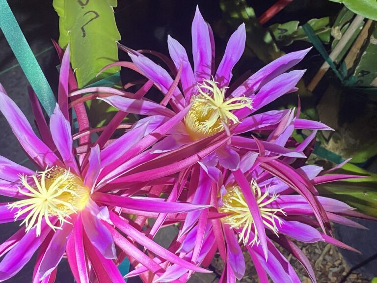 Asunta 2 — dragon fruit cutting from Shulman Dragon Fruit Orchard