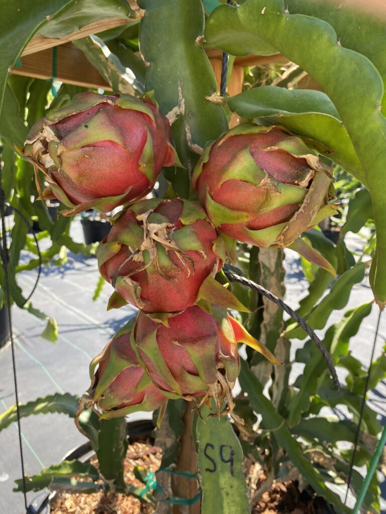 Dark Star — dragon fruit cutting from Shulman Dragon Fruit Orchard