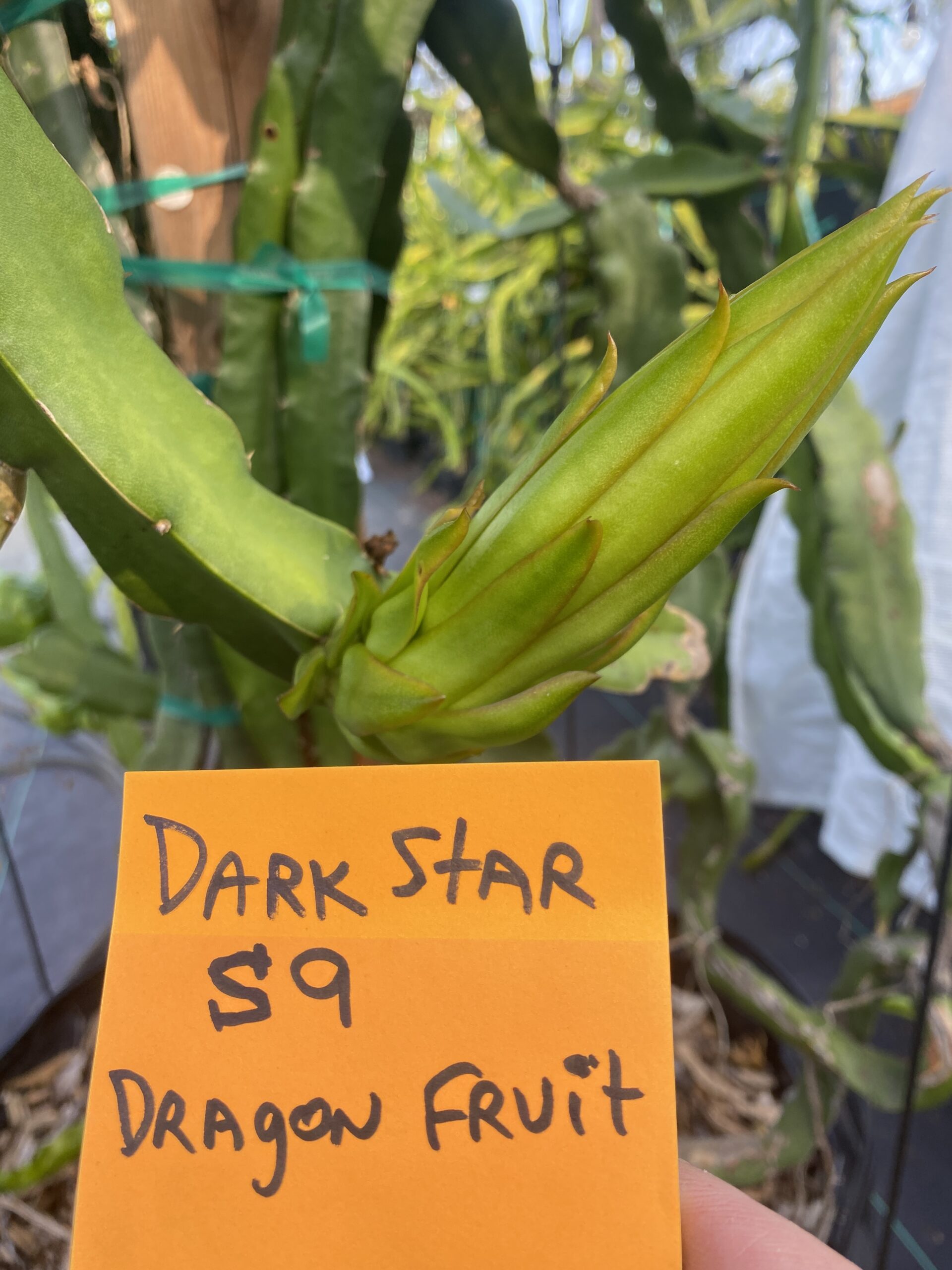 Dark Star — dragon fruit cutting from Shulman Dragon Fruit Orchard, photo 2