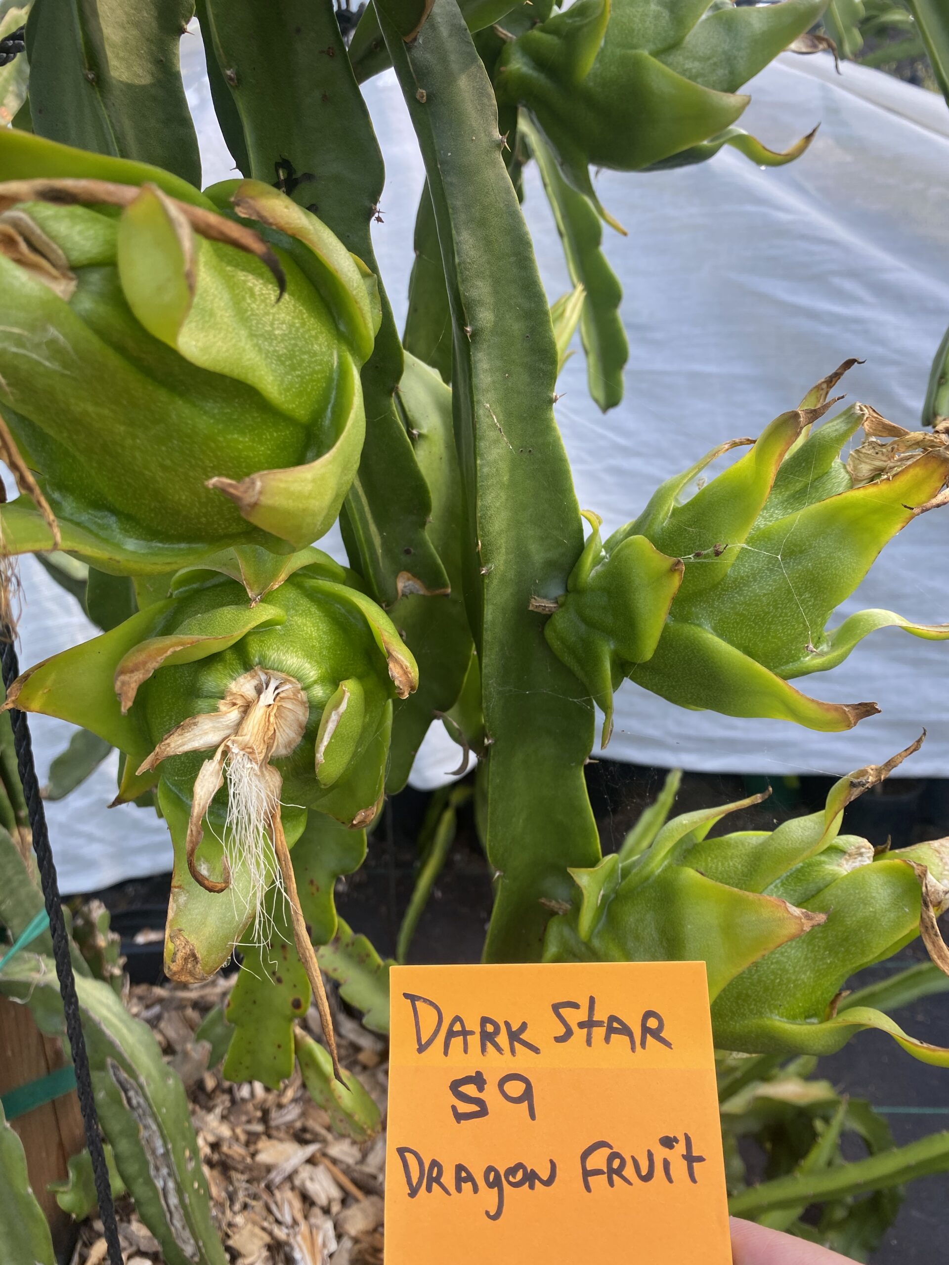 Dark Star — dragon fruit cutting from Shulman Dragon Fruit Orchard, photo 3