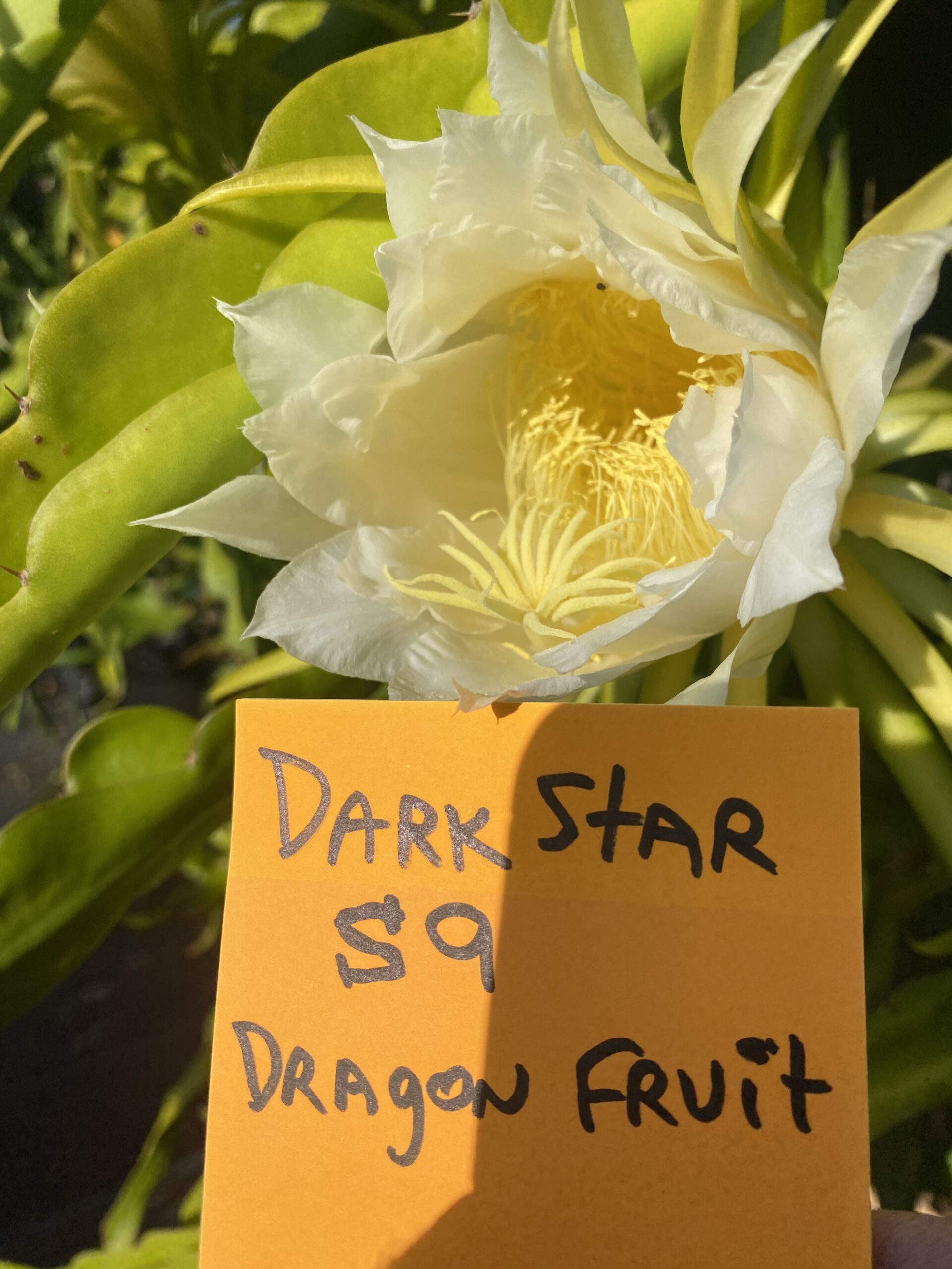 Dark Star — dragon fruit cutting from Shulman Dragon Fruit Orchard, photo 4