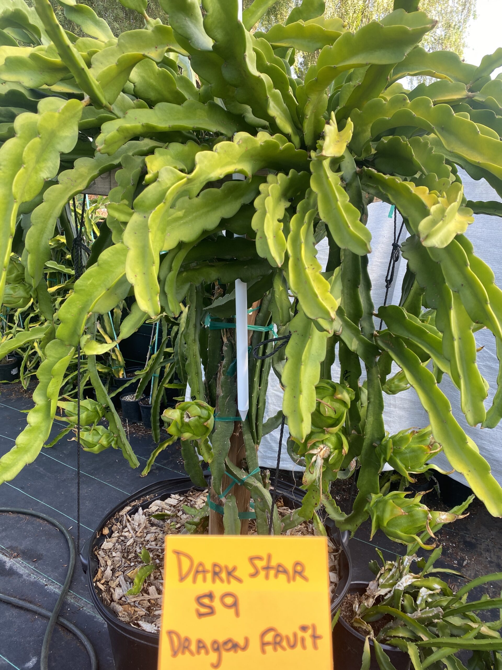 Dark Star — dragon fruit cutting from Shulman Dragon Fruit Orchard, photo 5