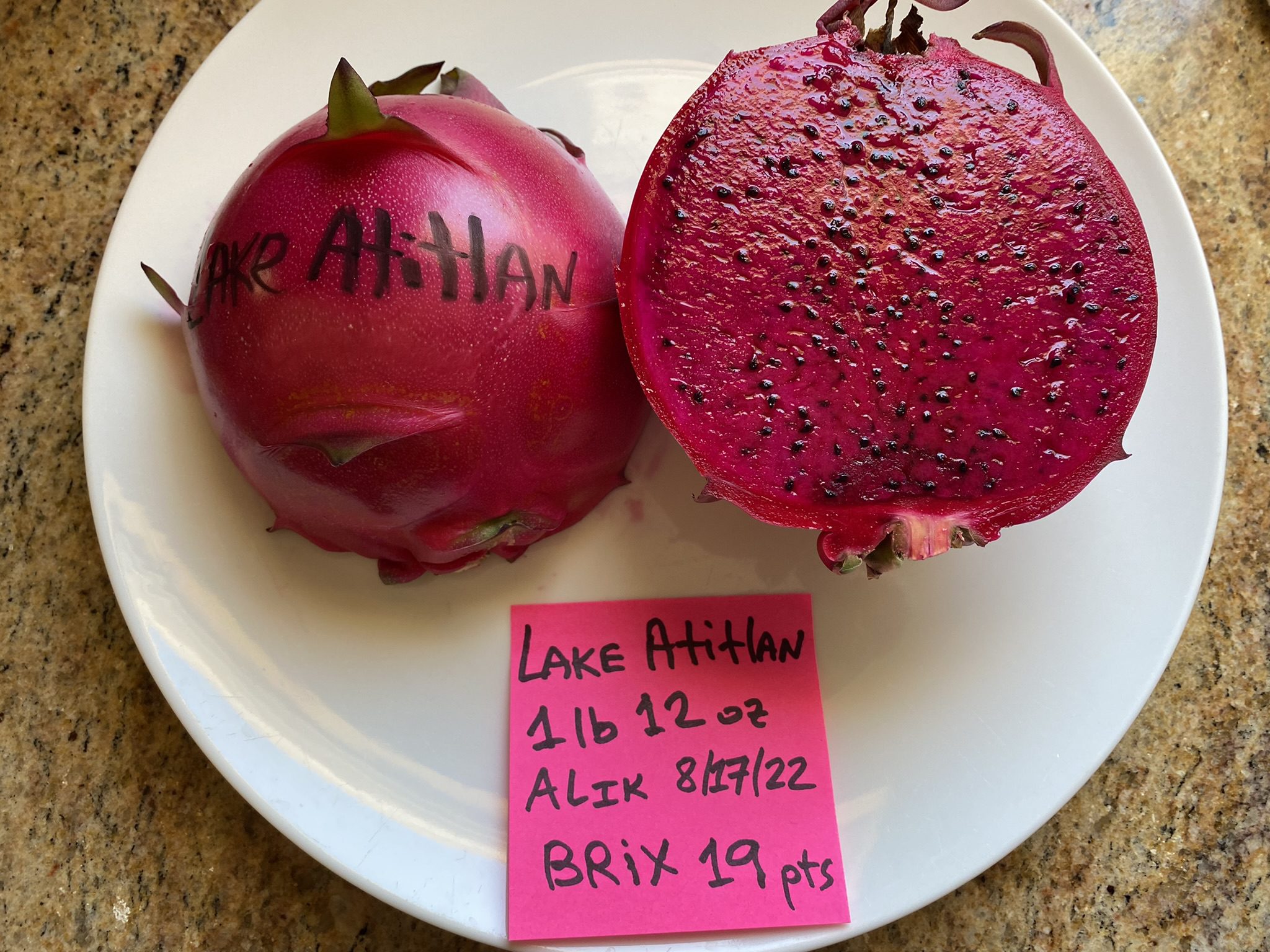 Lake Atitlan — dragon fruit cutting from Shulman Dragon Fruit Orchard