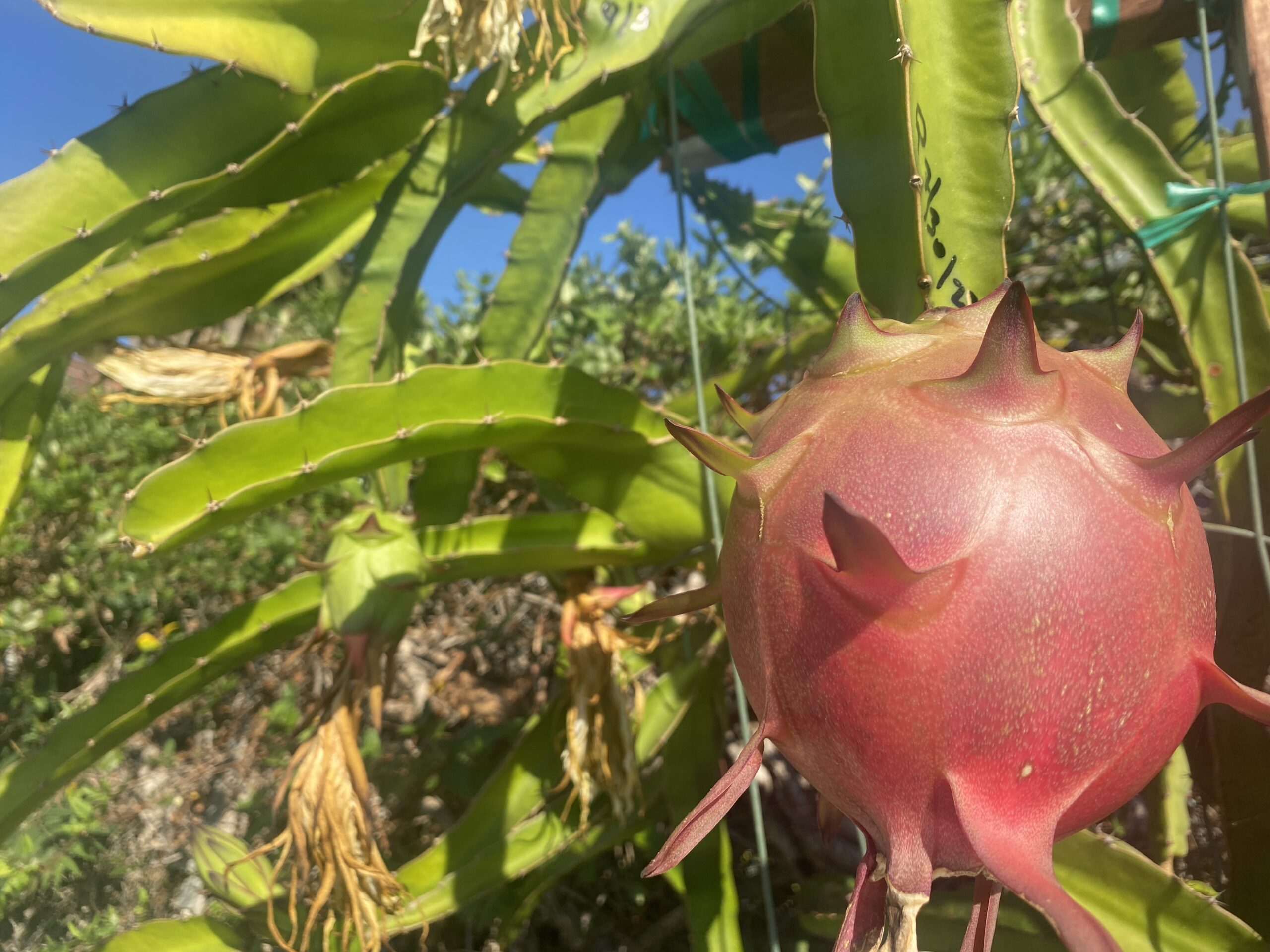 Lake Atitlan — dragon fruit cutting from Shulman Dragon Fruit Orchard, photo 2