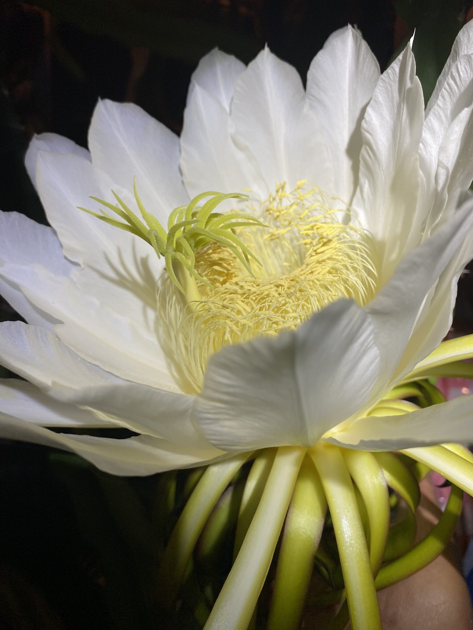Lake Atitlan — dragon fruit cutting from Shulman Dragon Fruit Orchard, photo 3