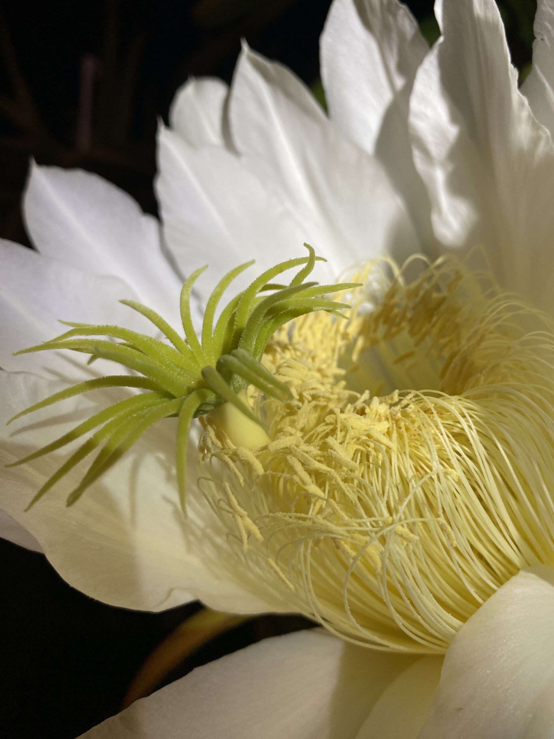 Lake Atitlan — dragon fruit cutting from Shulman Dragon Fruit Orchard, photo 4