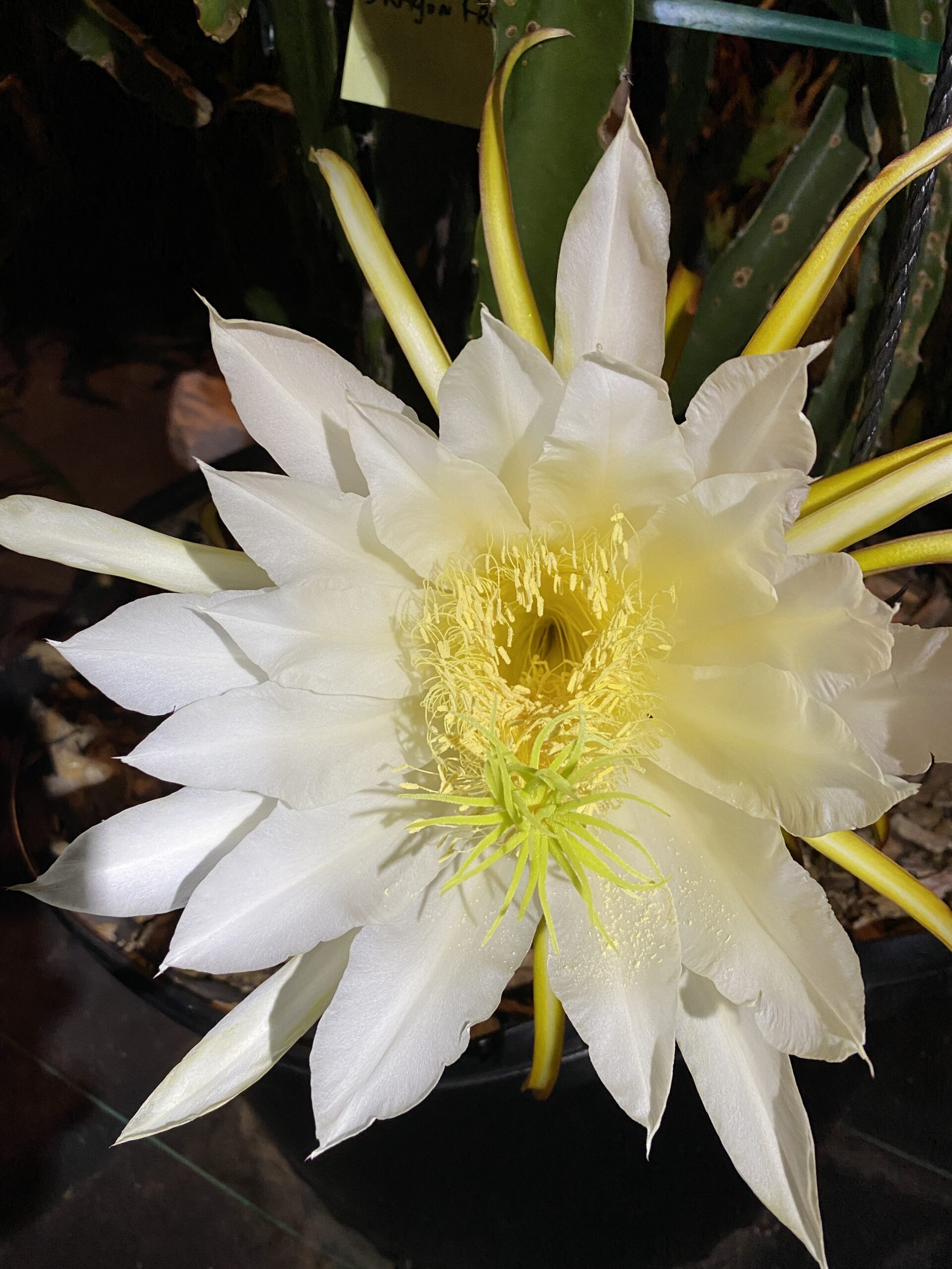Lake Atitlan — dragon fruit cutting from Shulman Dragon Fruit Orchard, photo 5