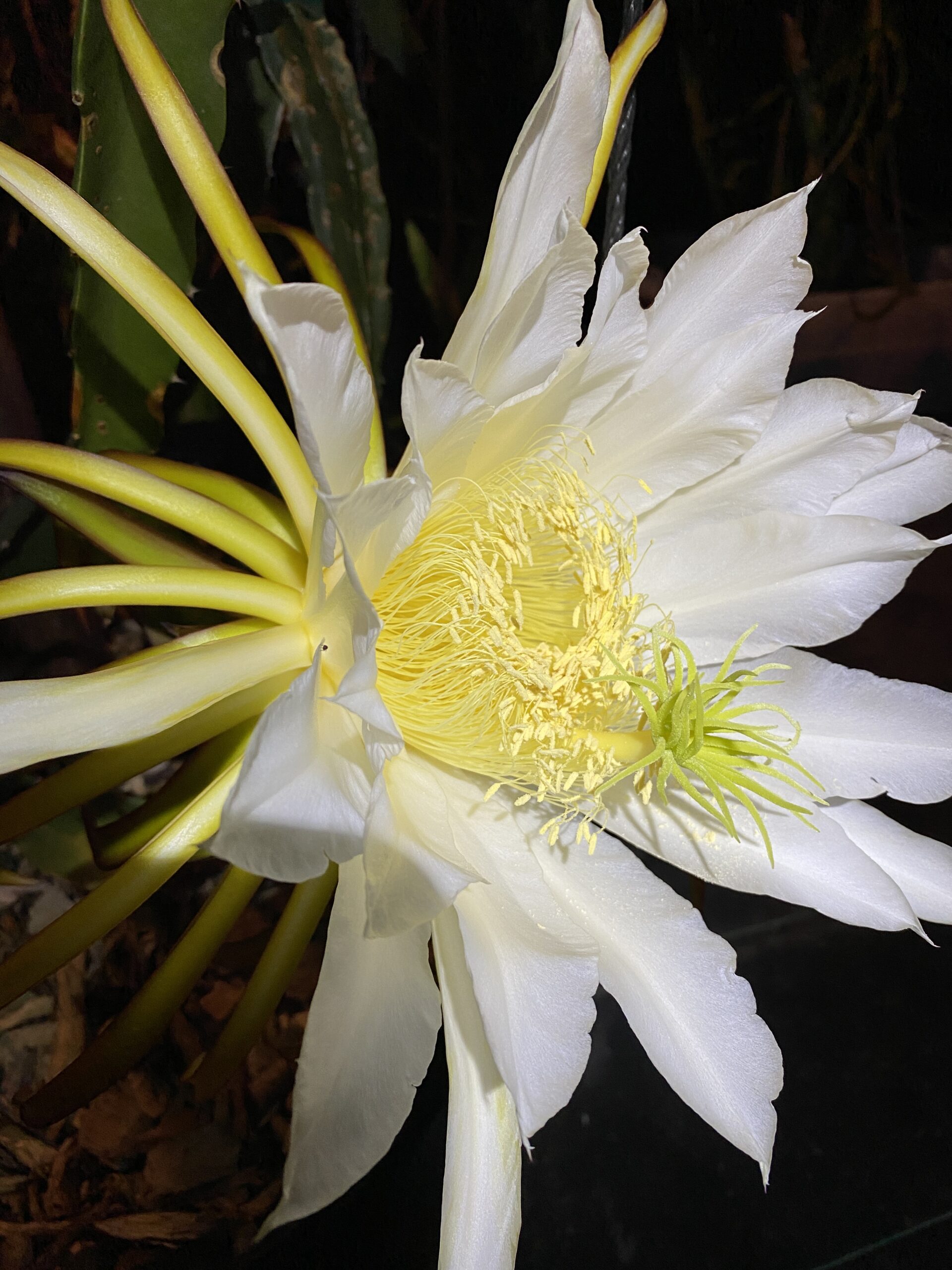 Lake Atitlan — dragon fruit cutting from Shulman Dragon Fruit Orchard, photo 6