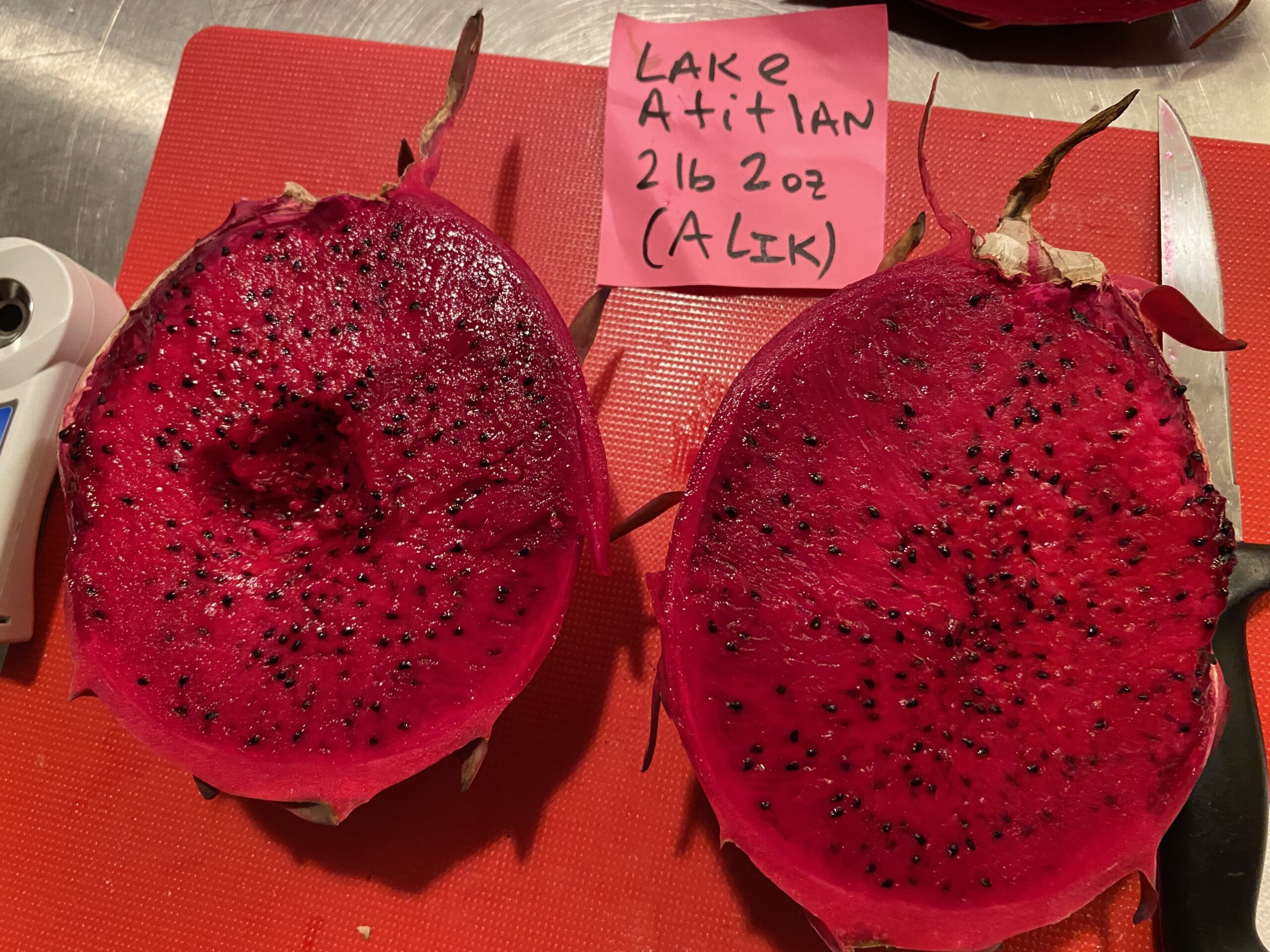 Lake Atitlan — dragon fruit cutting from Shulman Dragon Fruit Orchard, photo 8