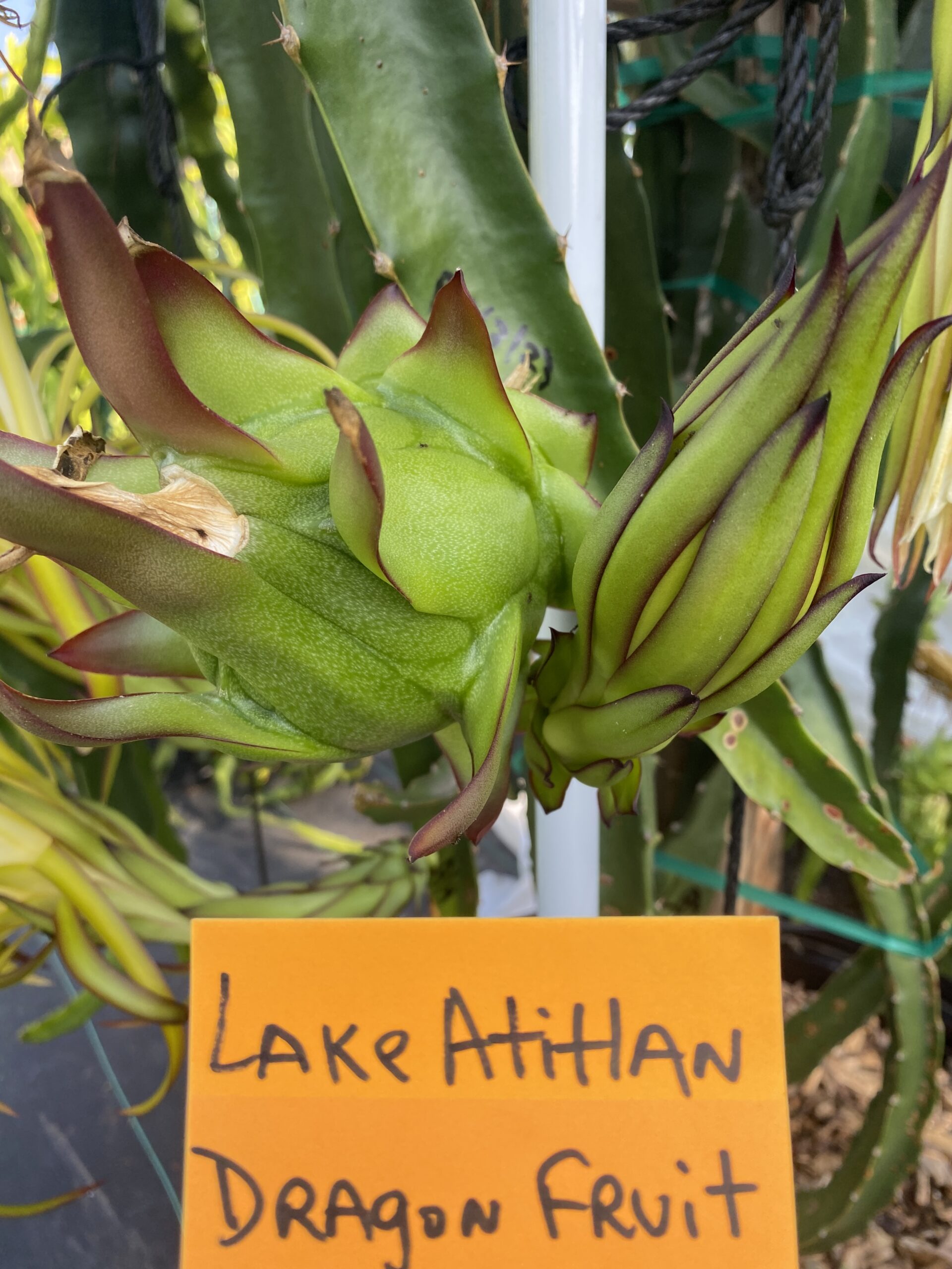 Lake Atitlan — dragon fruit cutting from Shulman Dragon Fruit Orchard, photo 10